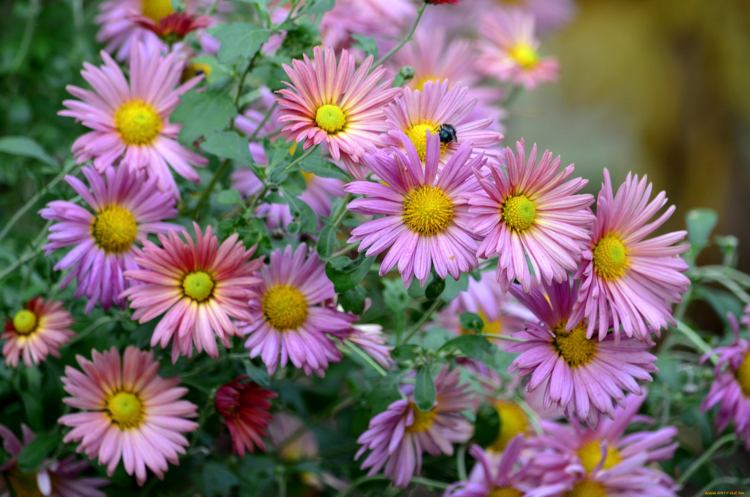 цветы, астры, осень