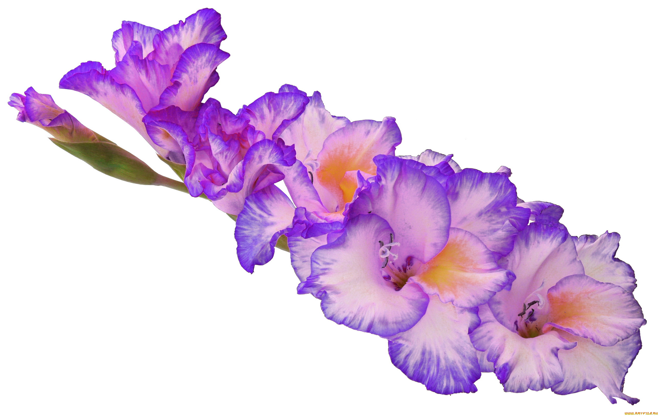 цветы, гладиолусы, гладиолус