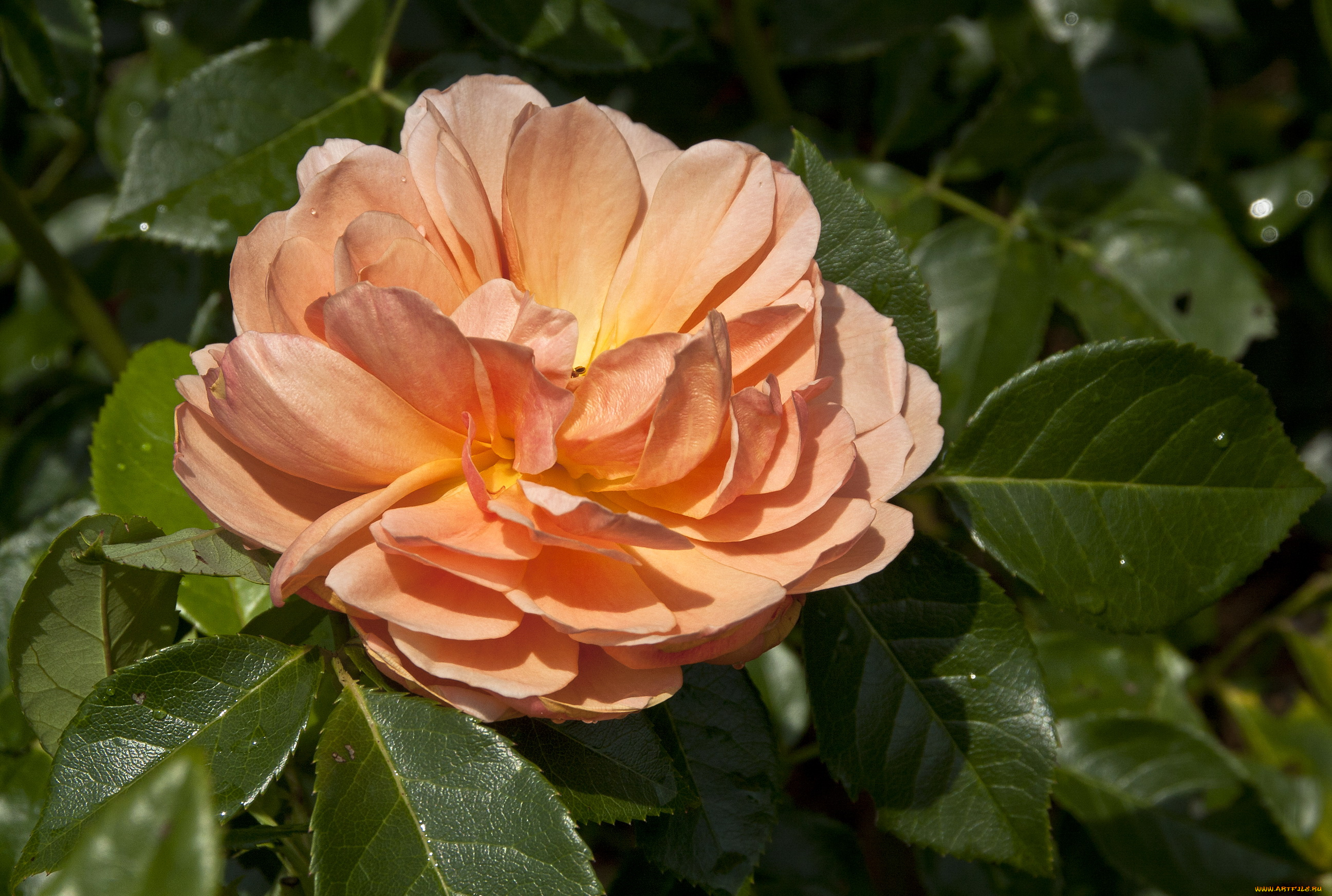 цветы, розы