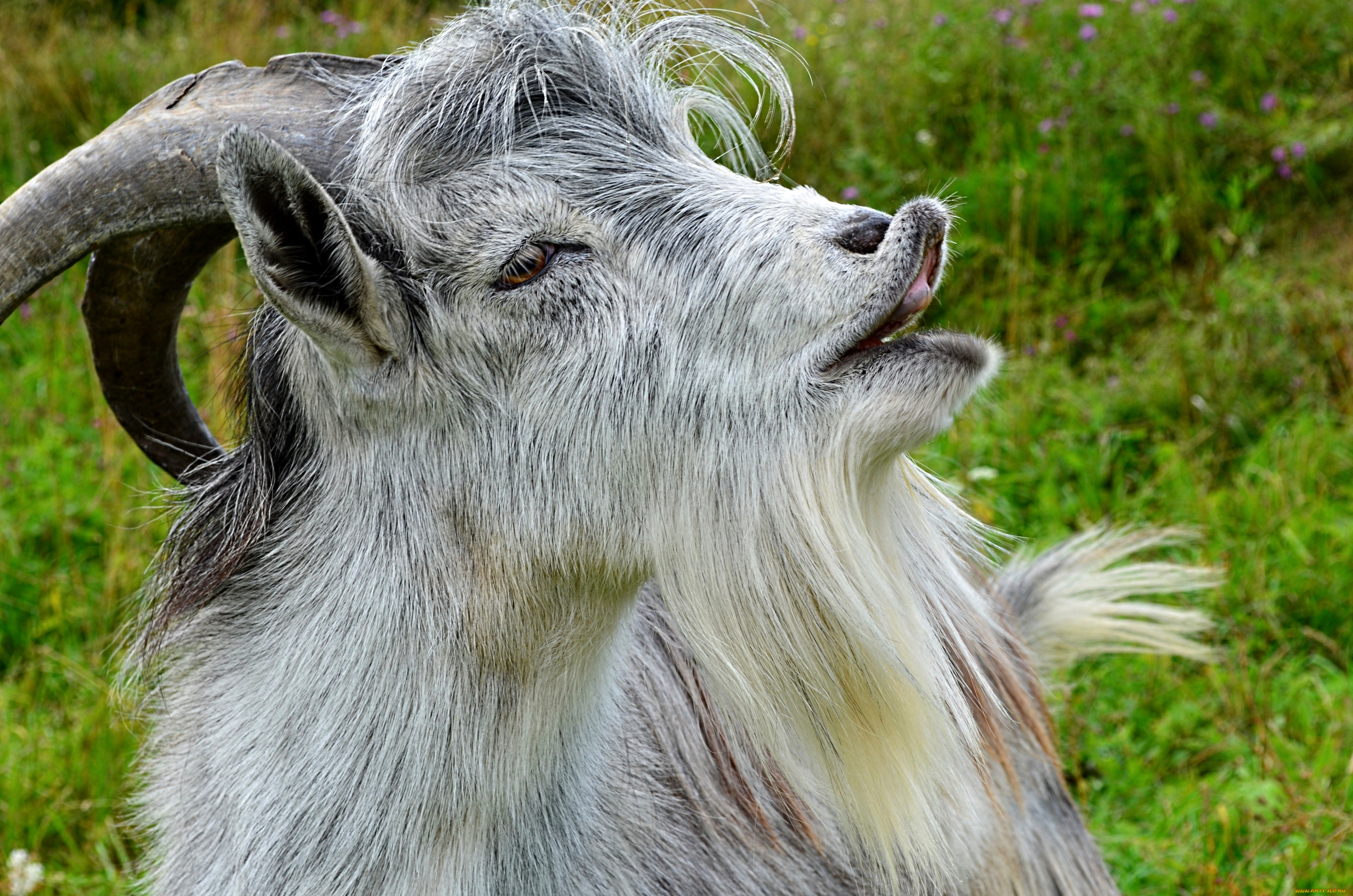 животные, козы, губы, борода