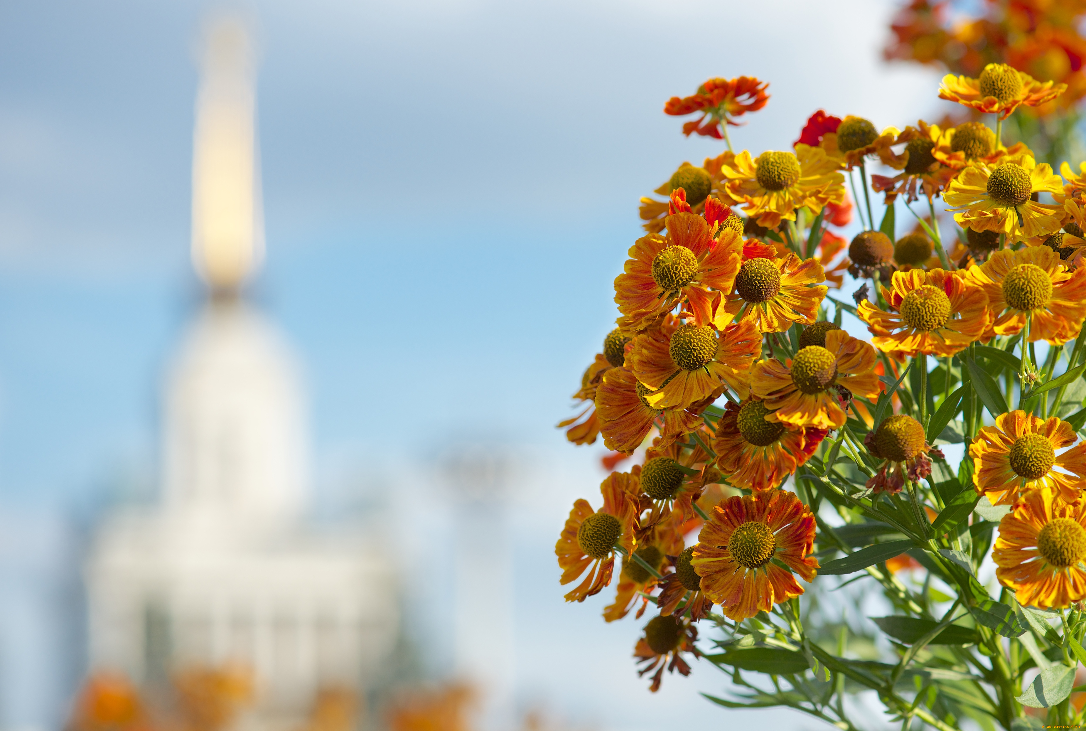 цветы, гайлардии, гелениумы, гелениум