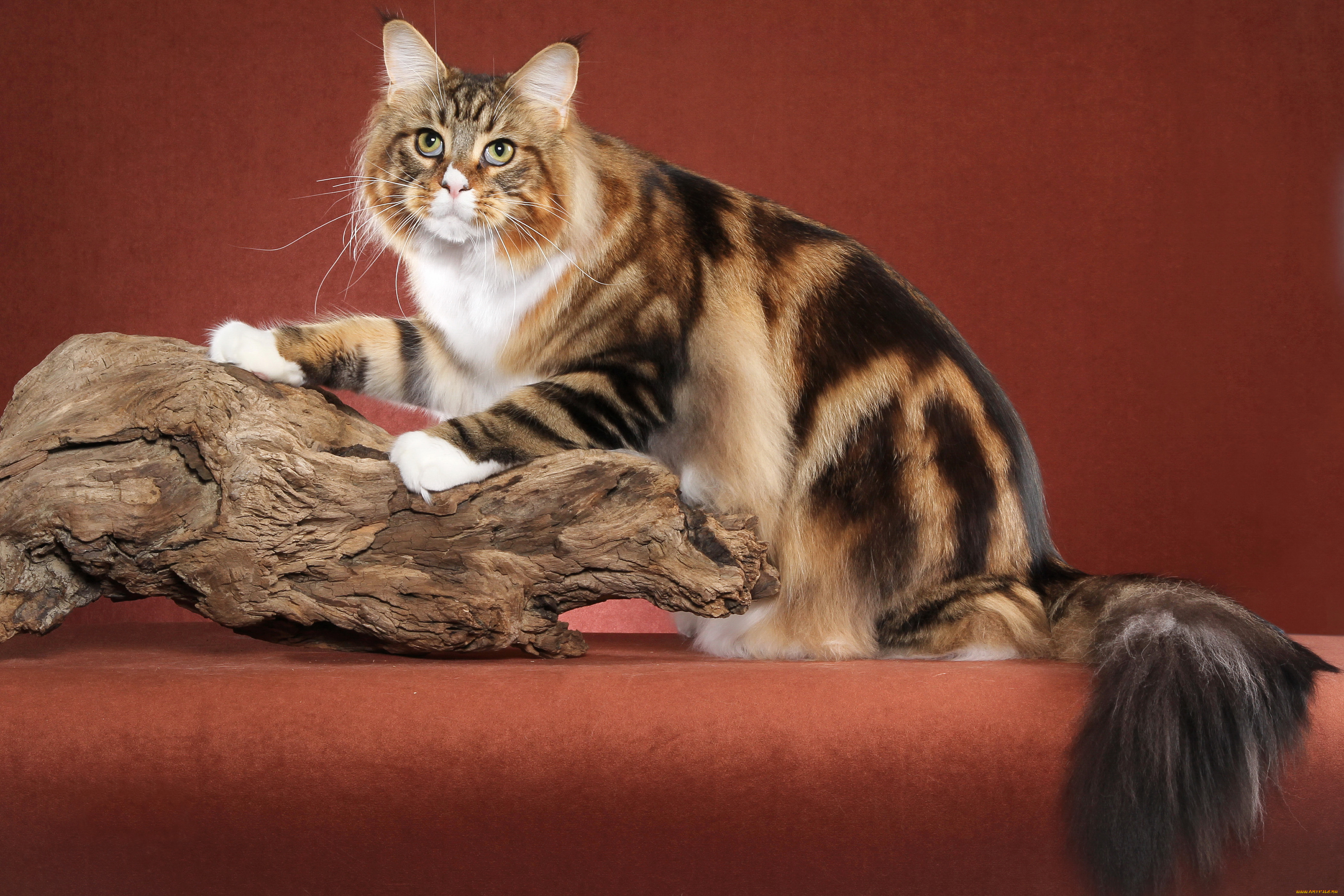 животные, коты, кот