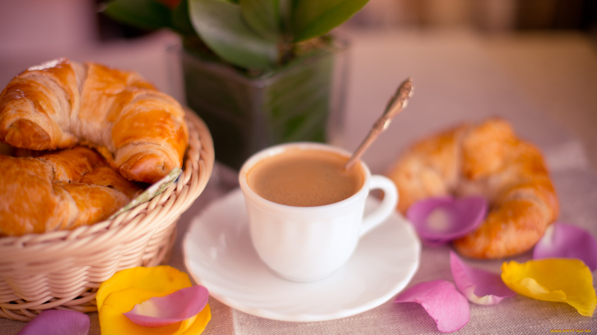 еда, кофе, , кофейные, зёрна, лепестки, круассаны