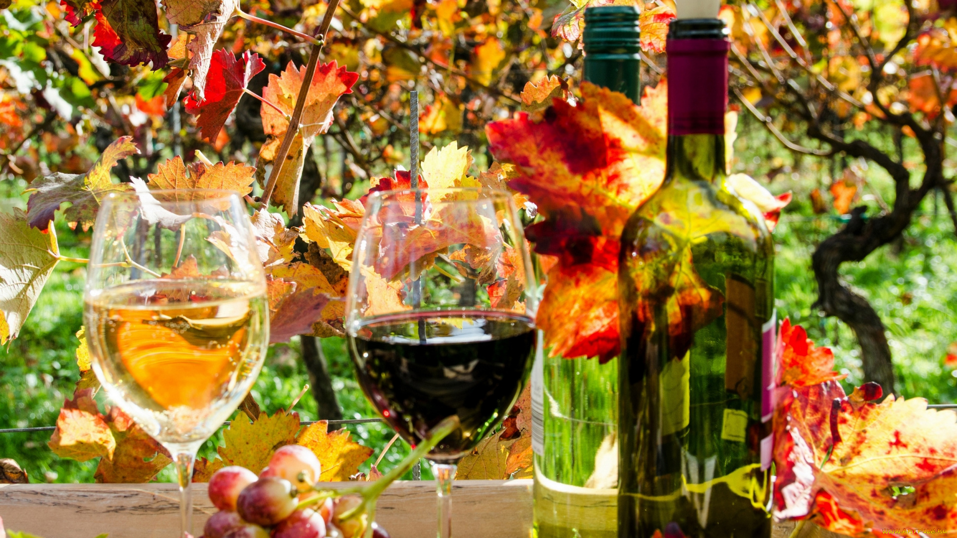 еда, напитки, , вино, виноградники, вино, бокал, виноград