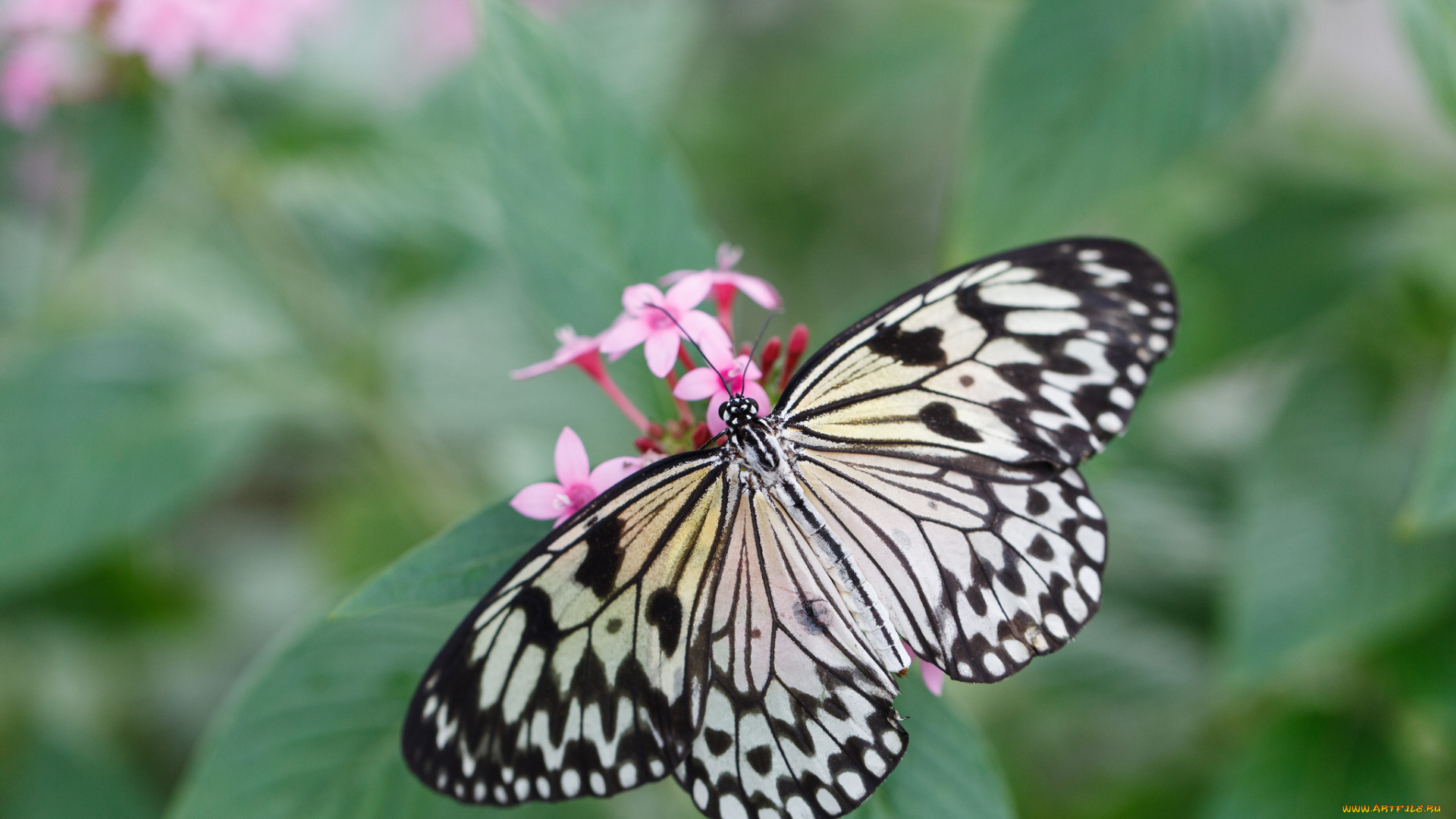 животные, бабочки, бабочка, bob, decker, усики, крылья, макро, цветы