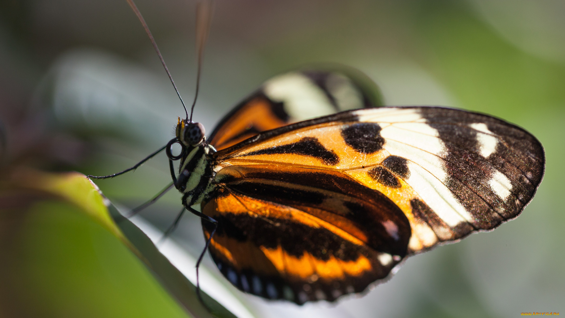 животные, бабочки, бабочка, усики, крылья, макро, bob, decker