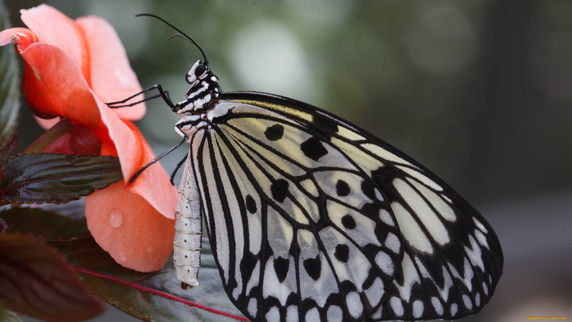 животные, бабочки, цветы, усики, крылья, макро, бабочка, bob, decker