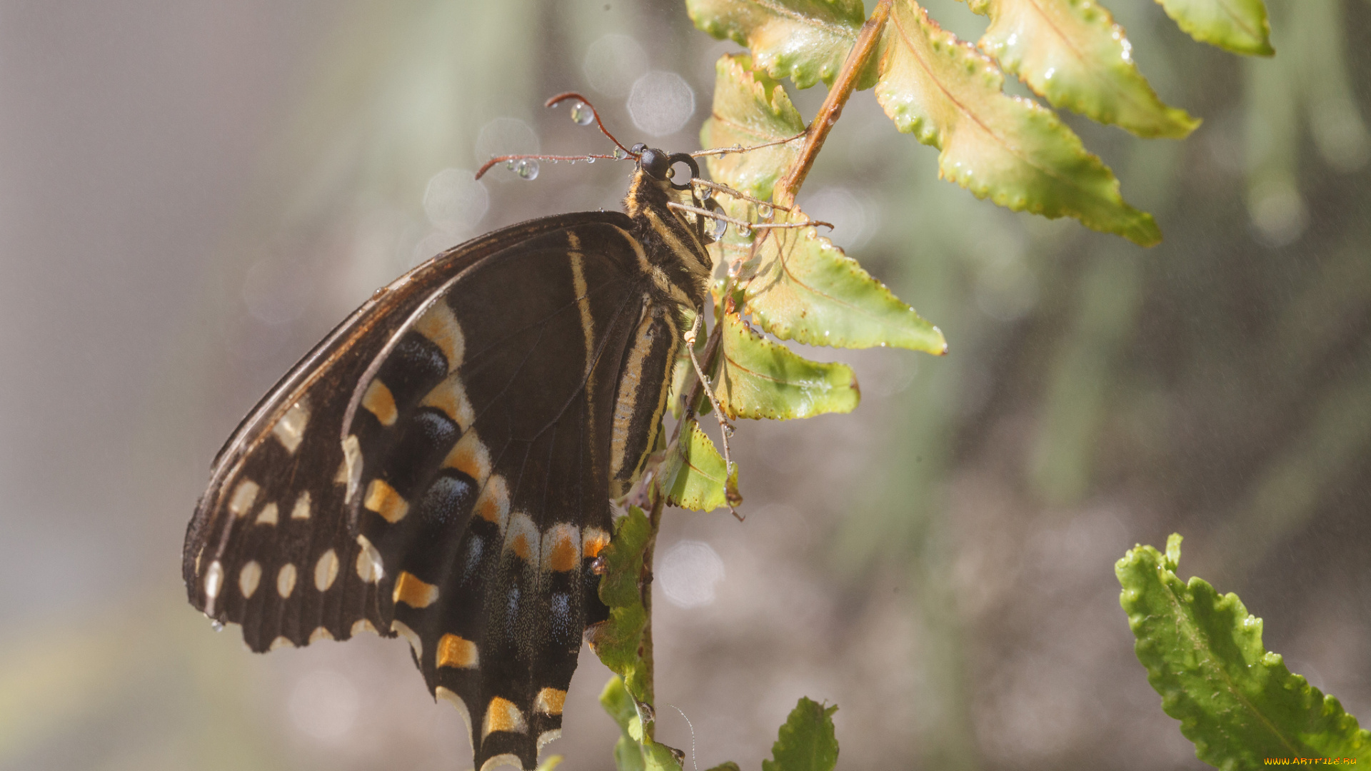 животные, бабочки, крылья, макро, бабочка, bob, decker, роса, усики