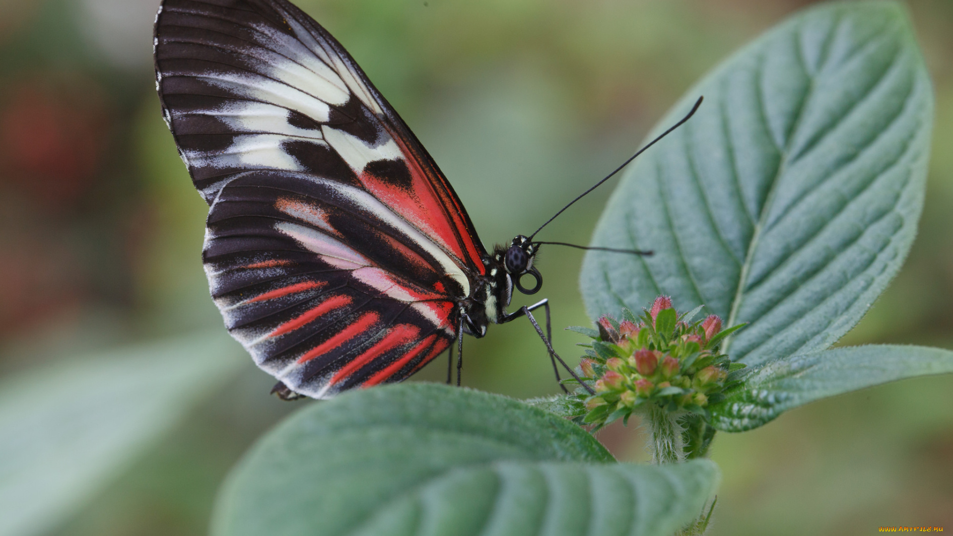 животные, бабочки, листики, травинка, крылья, макро, бабочка, bob, decker, усики