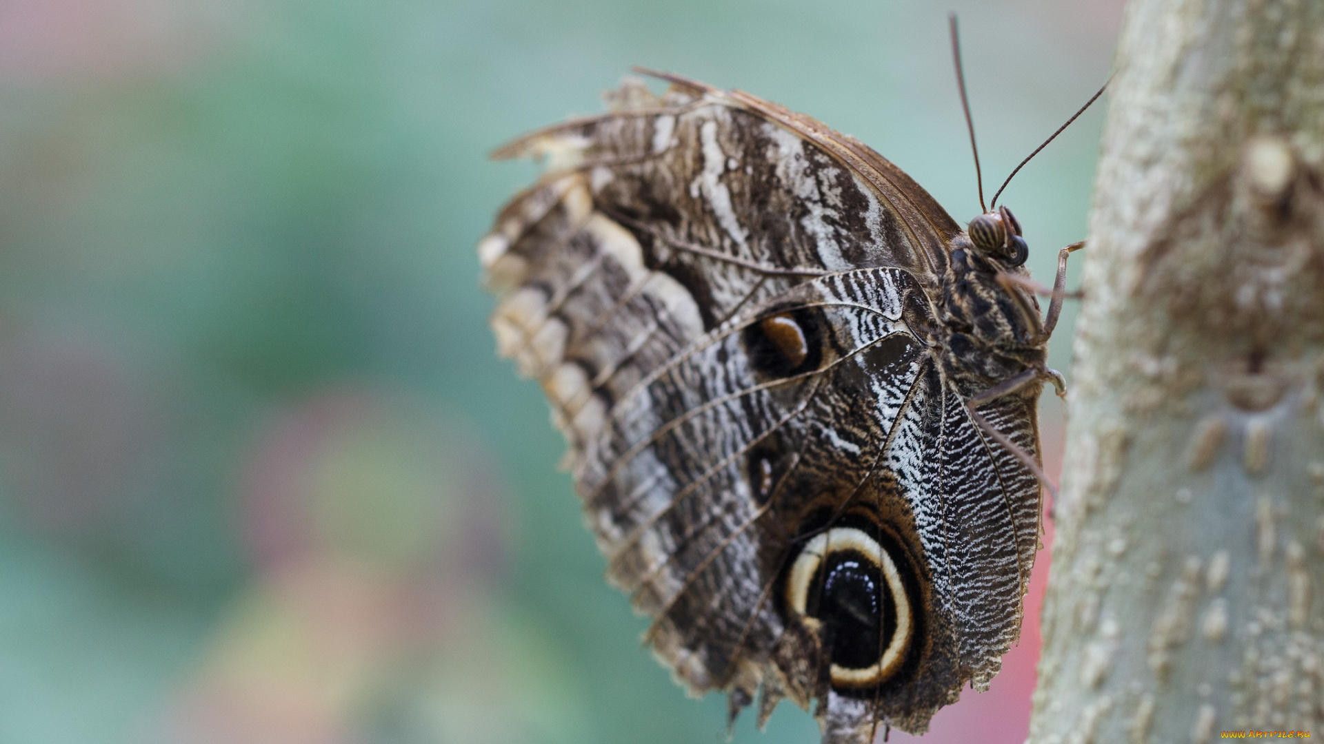 животные, бабочки, усики, крылья, макро, бабочка, bob, decker