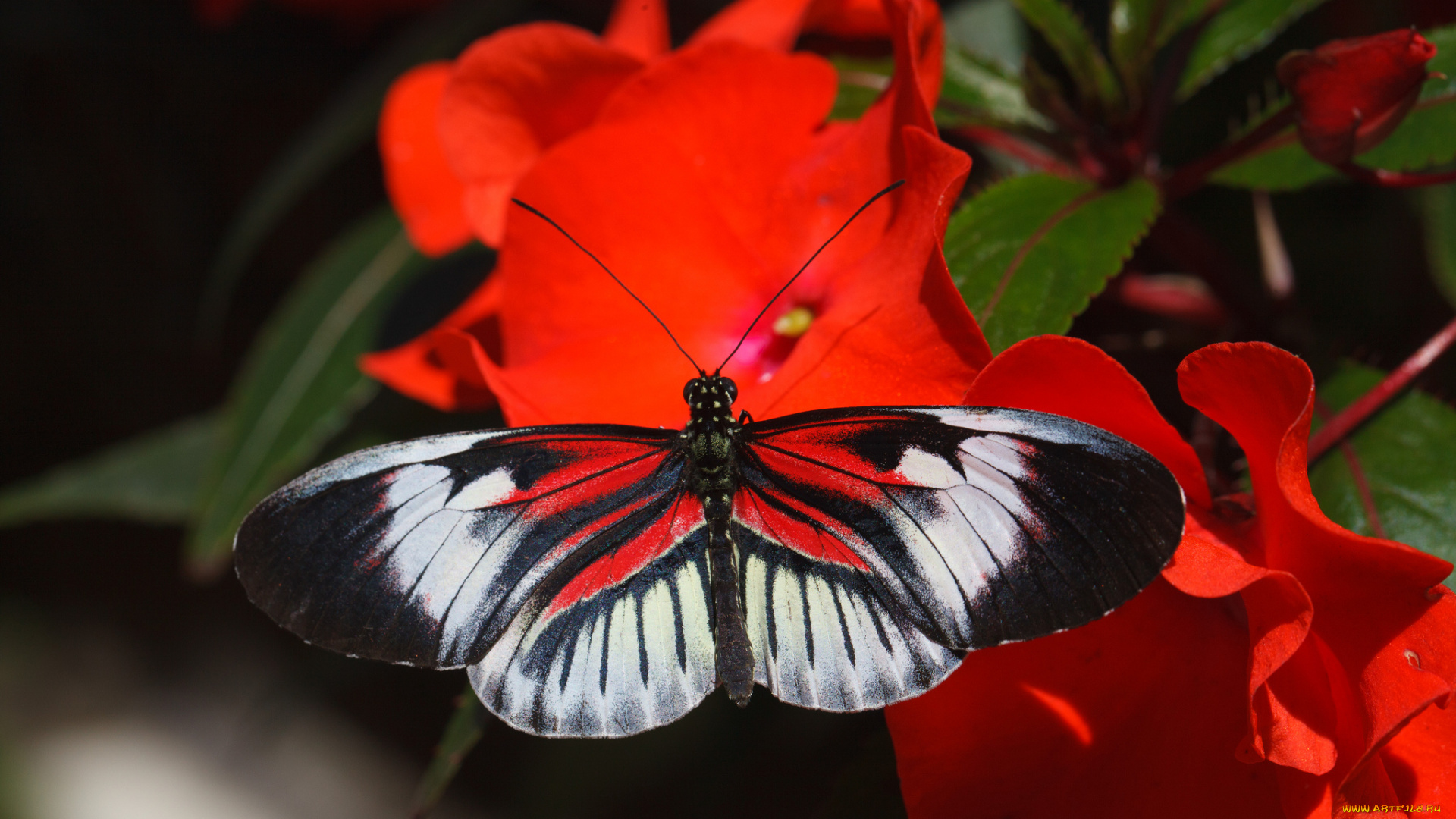 животные, бабочки, усики, крылья, макро, бабочка, bob, decker