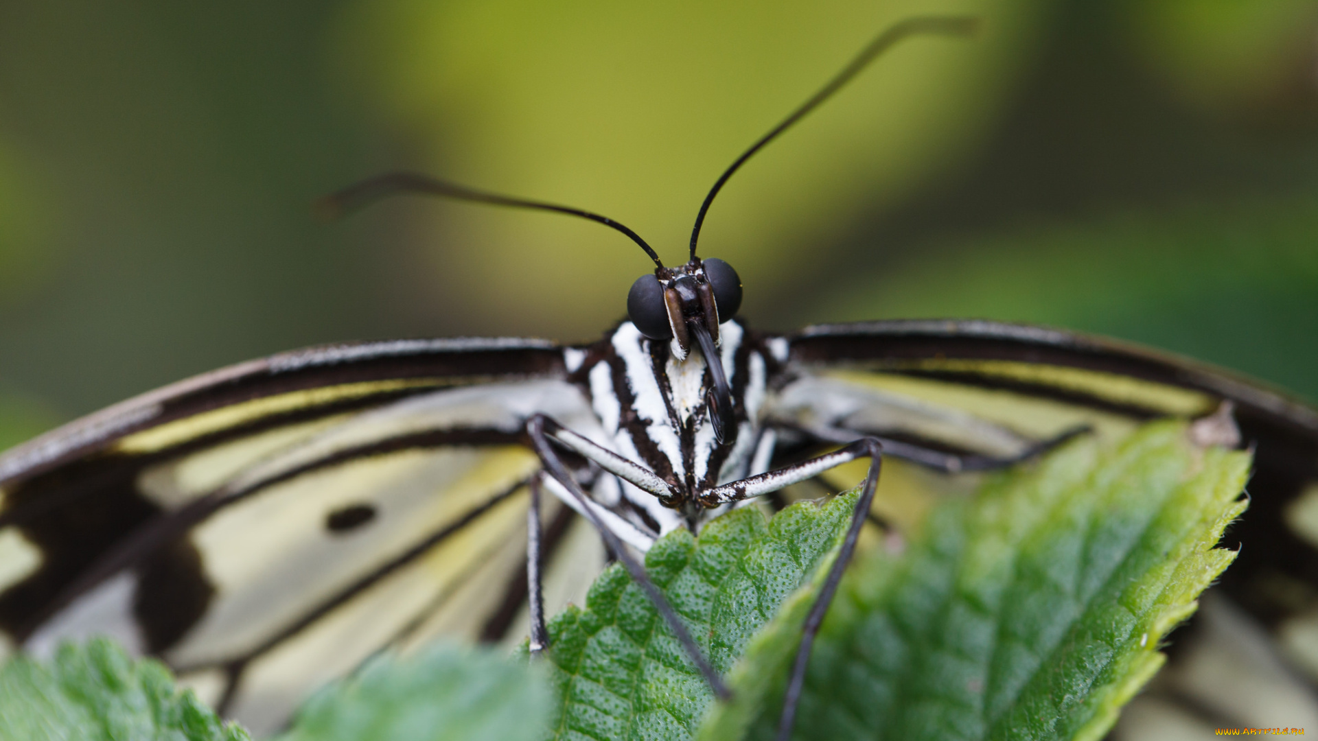 животные, бабочки, усики, портрет, крылья, макро, бабочка, bob, decker