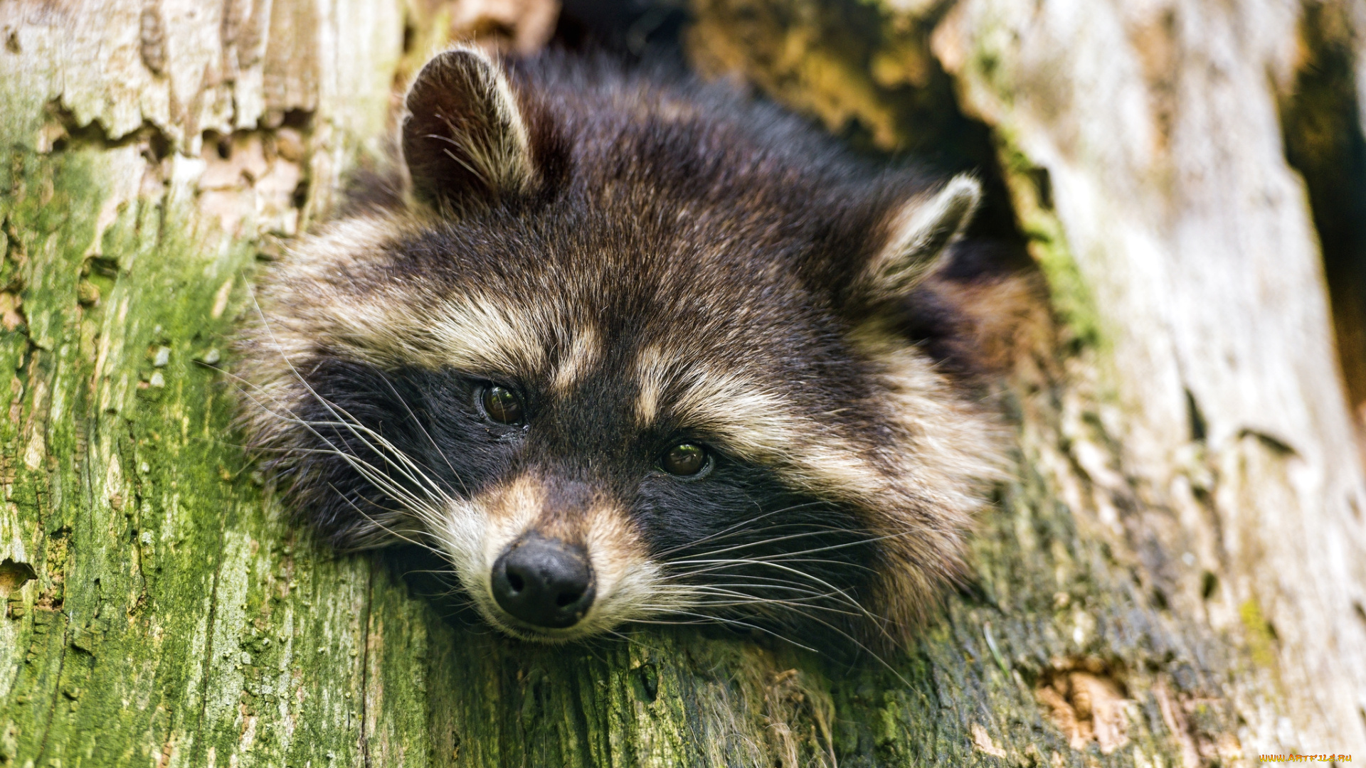 животные, еноты, голова