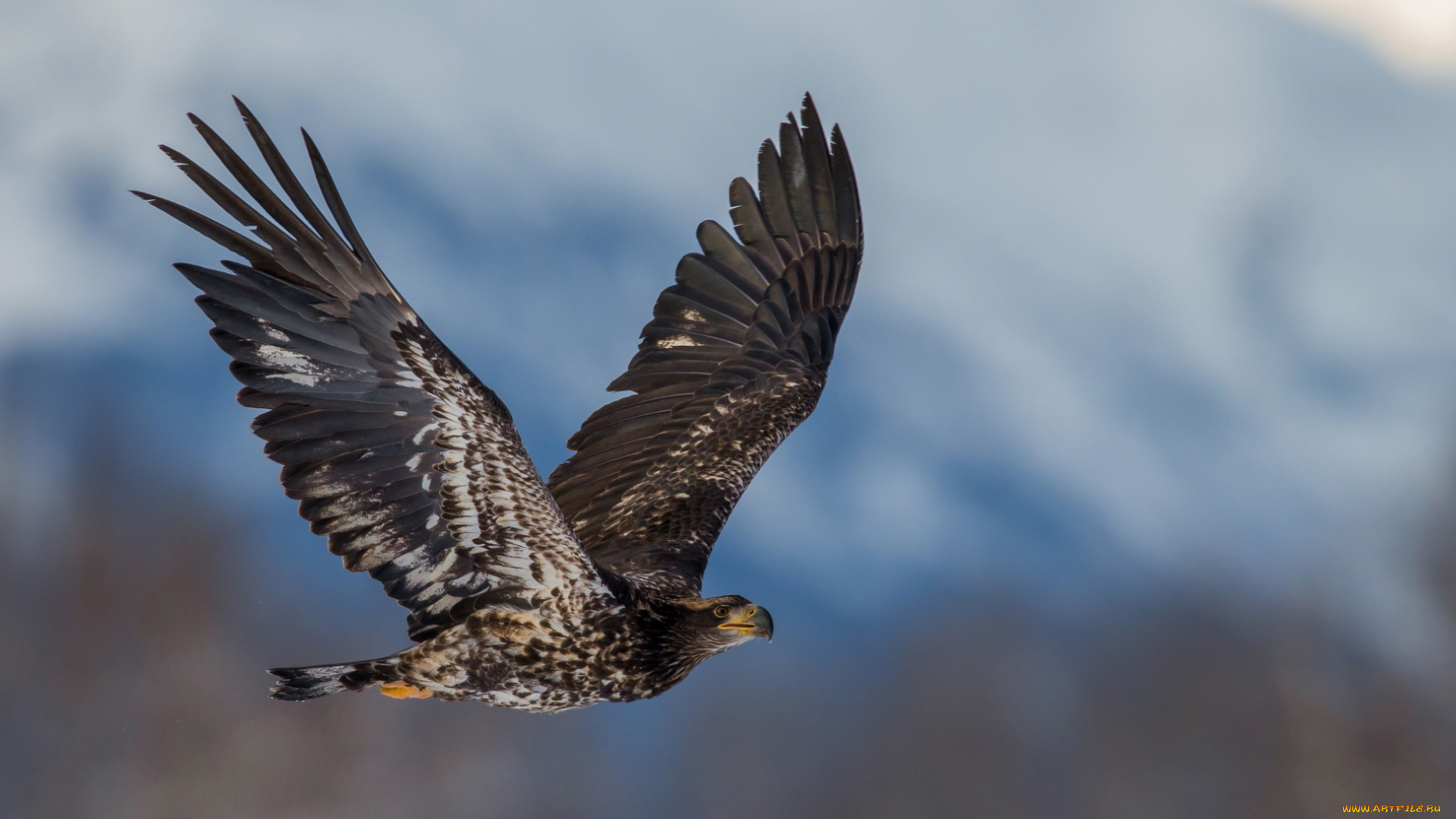 животные, птицы, -, хищники, полет