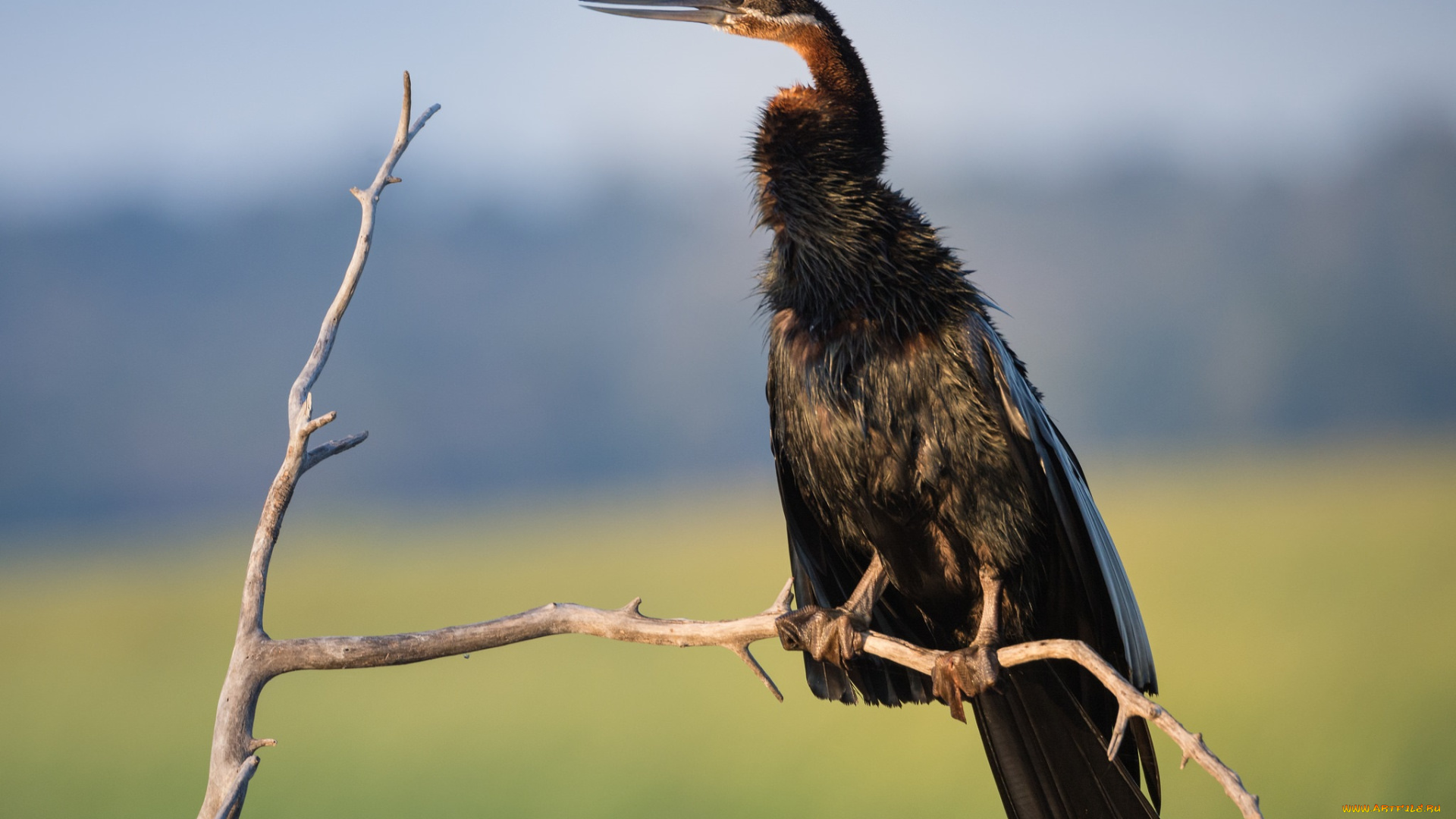 животные, птицы, птица, небо, ветка