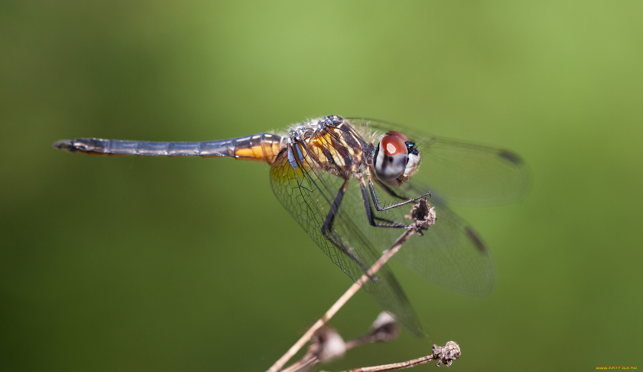животные, стрекозы, bob, decker, макро, насекомое, зелёный, фон, стрекоза