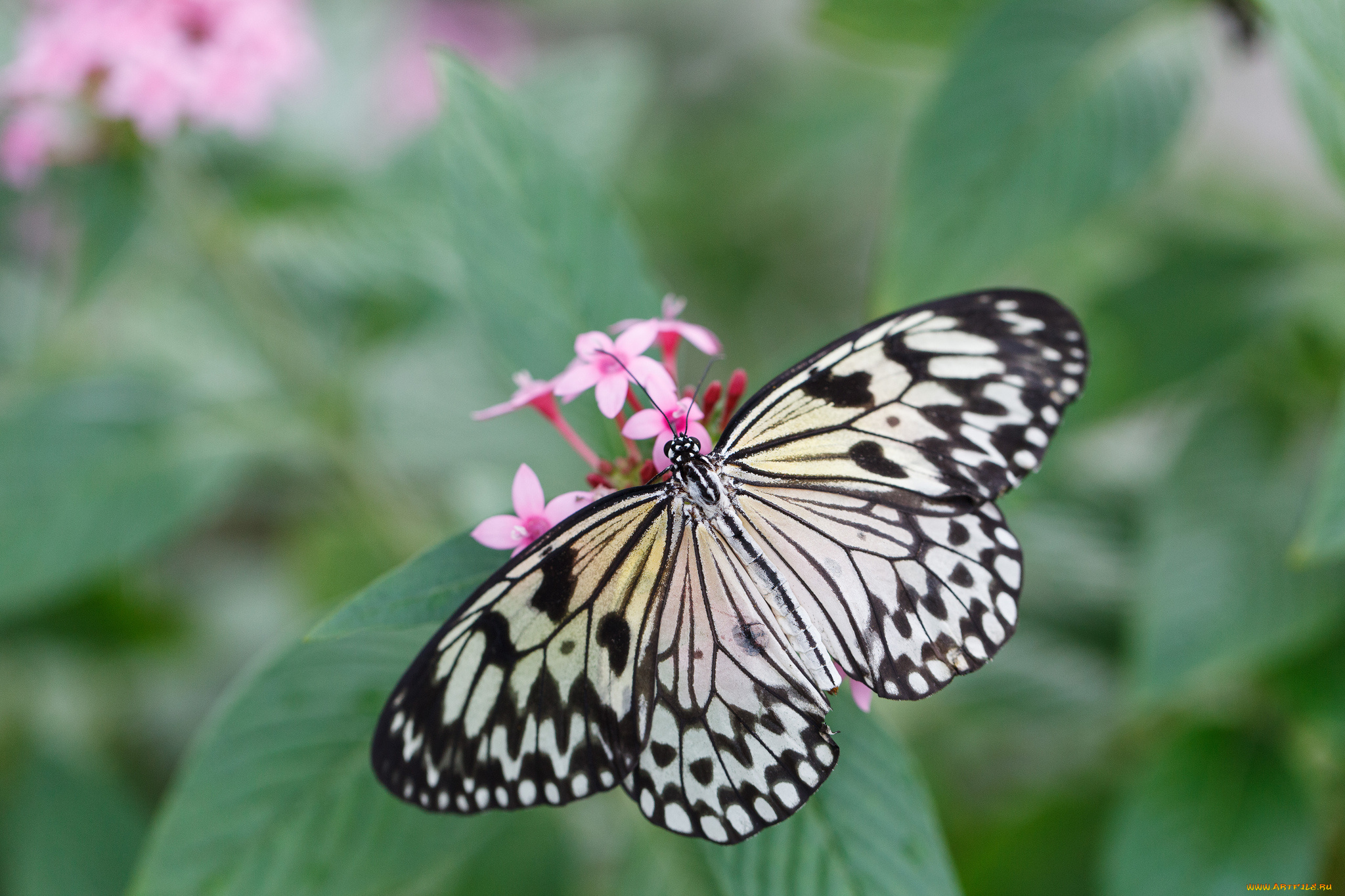 животные, бабочки, бабочка, bob, decker, усики, крылья, макро, цветы