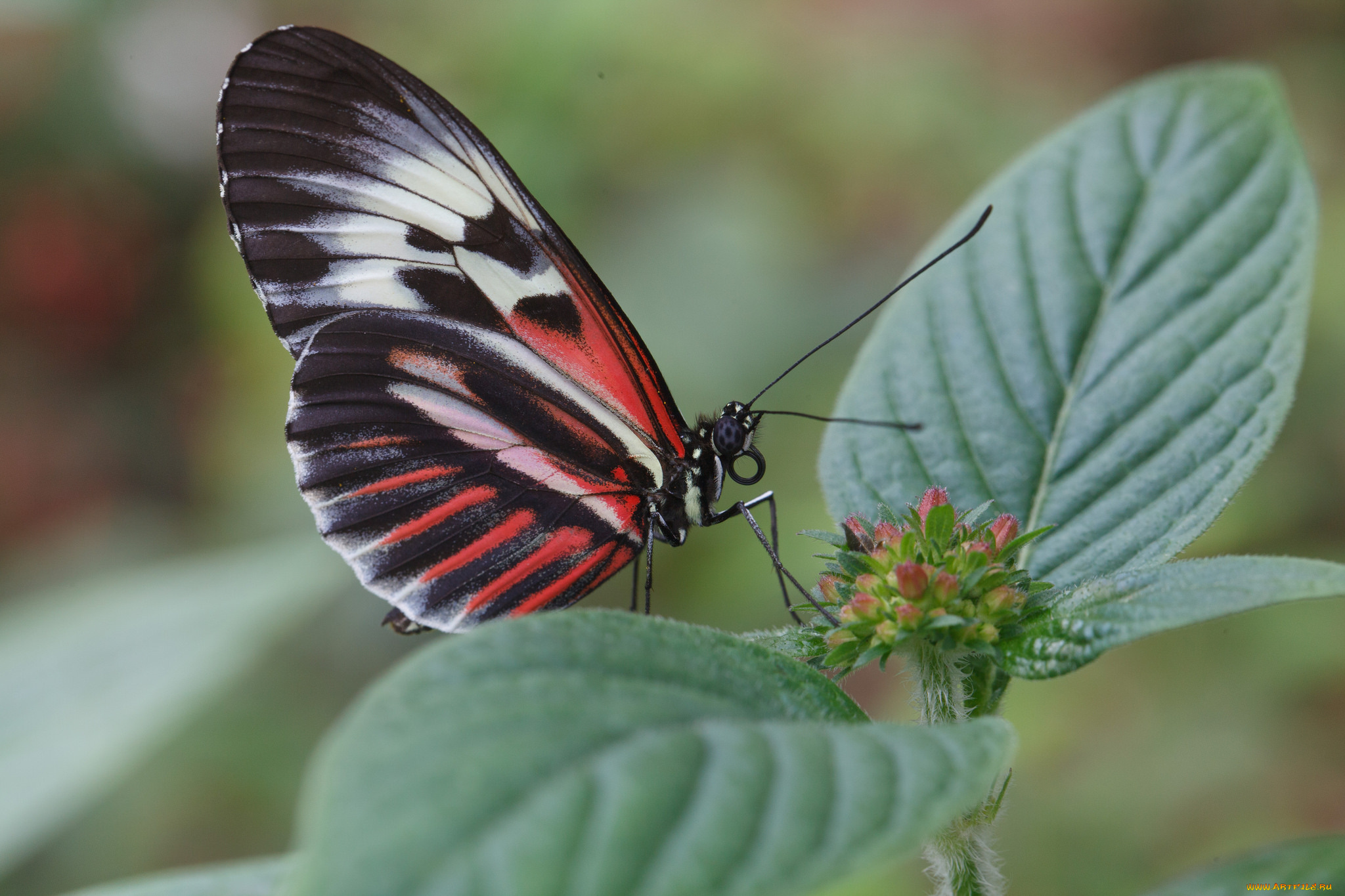 животные, бабочки, листики, травинка, крылья, макро, бабочка, bob, decker, усики