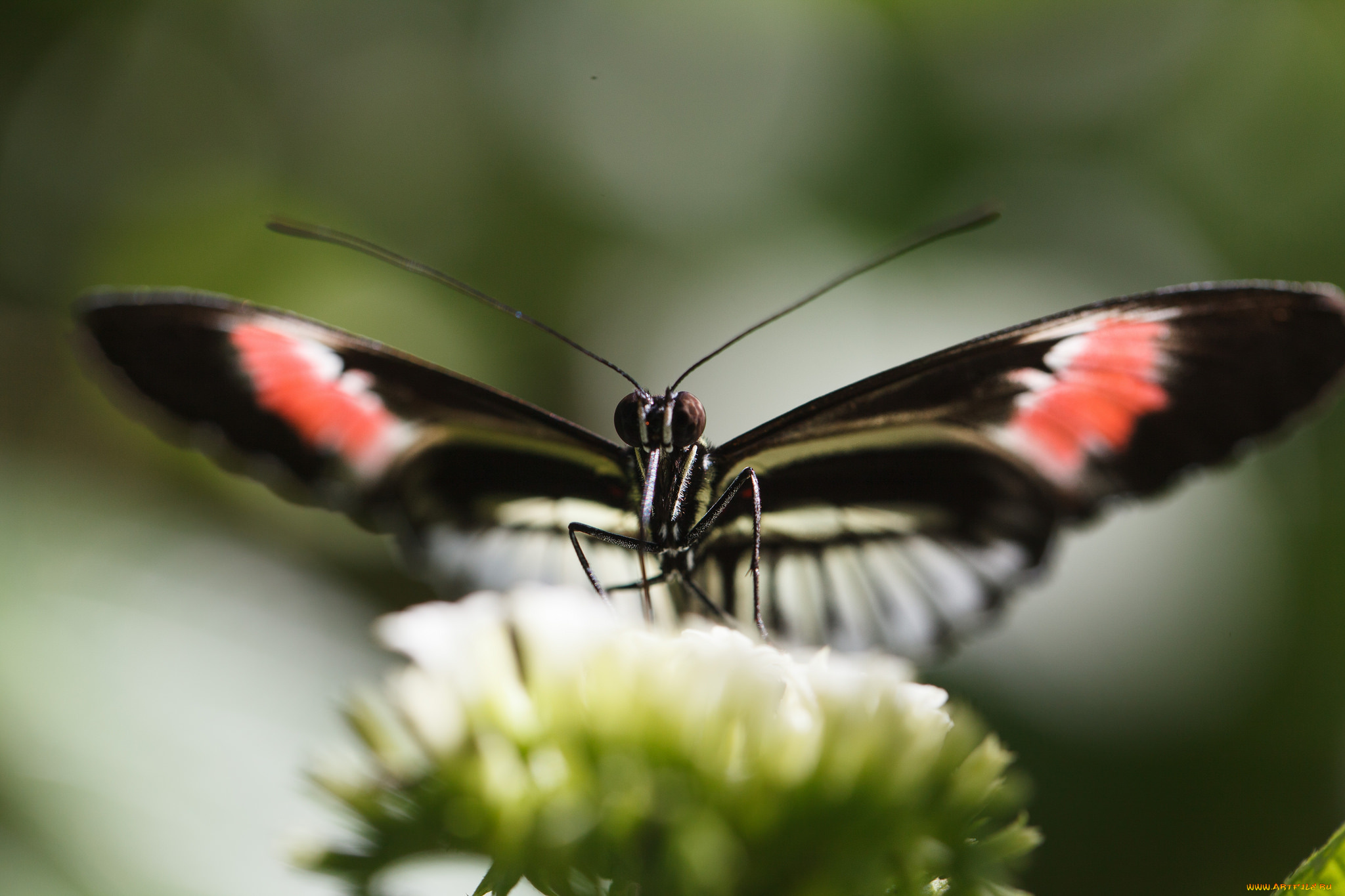животные, бабочки, усики, крылья, bob, decker, макро, бабочка