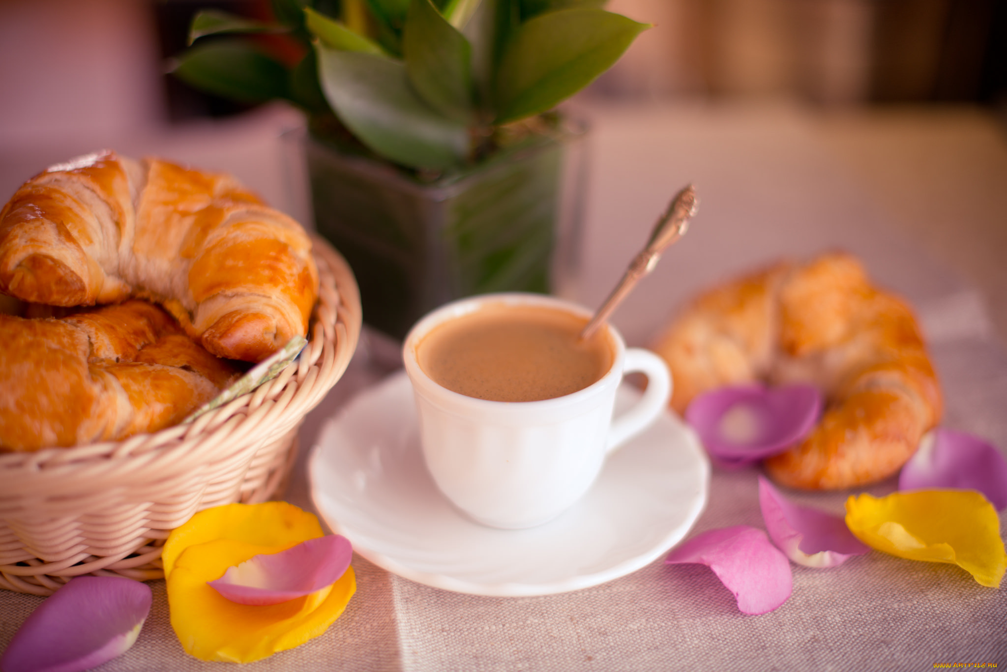 еда, кофе, , кофейные, зёрна, лепестки, круассаны