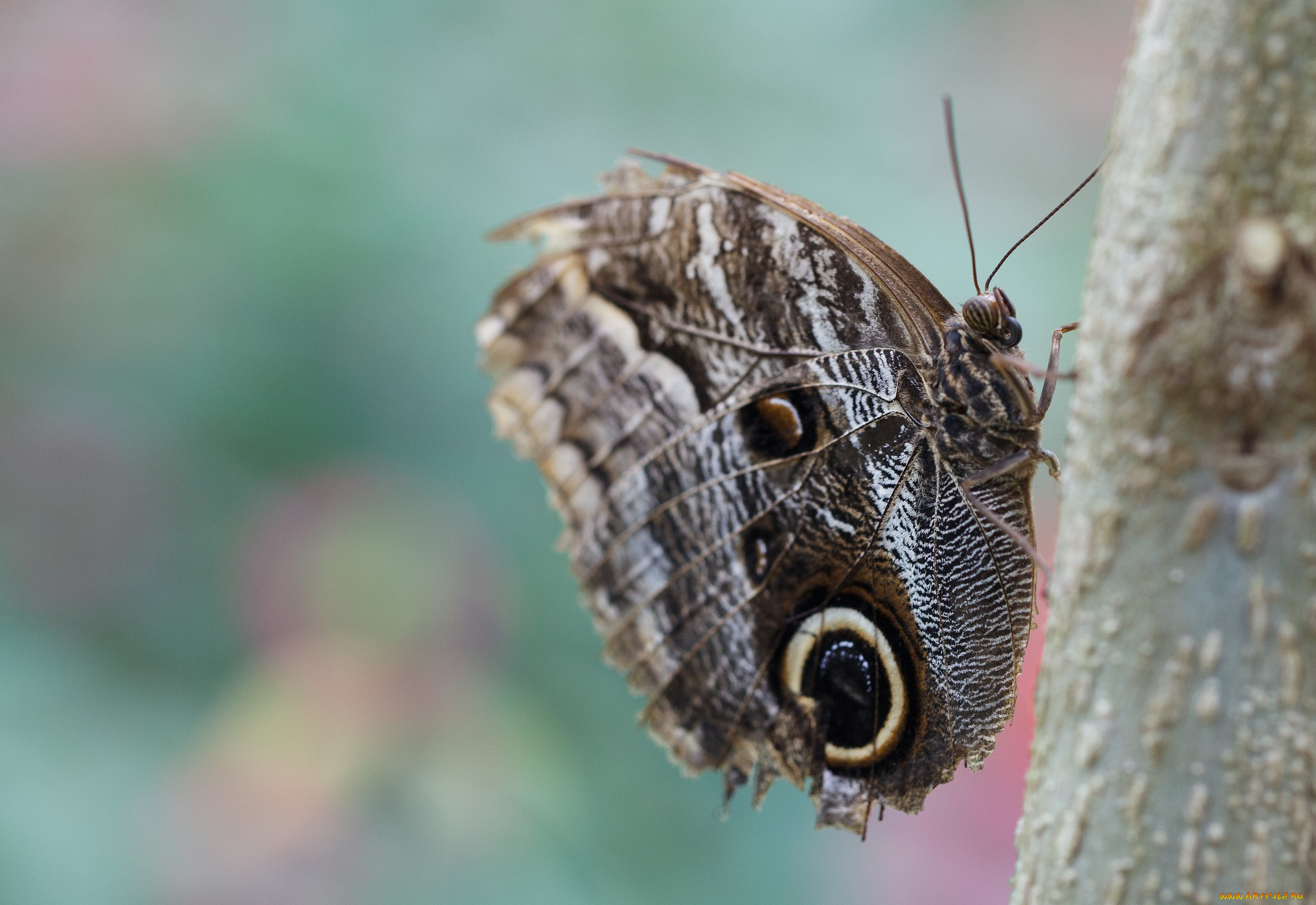 животные, бабочки, усики, крылья, макро, бабочка, bob, decker
