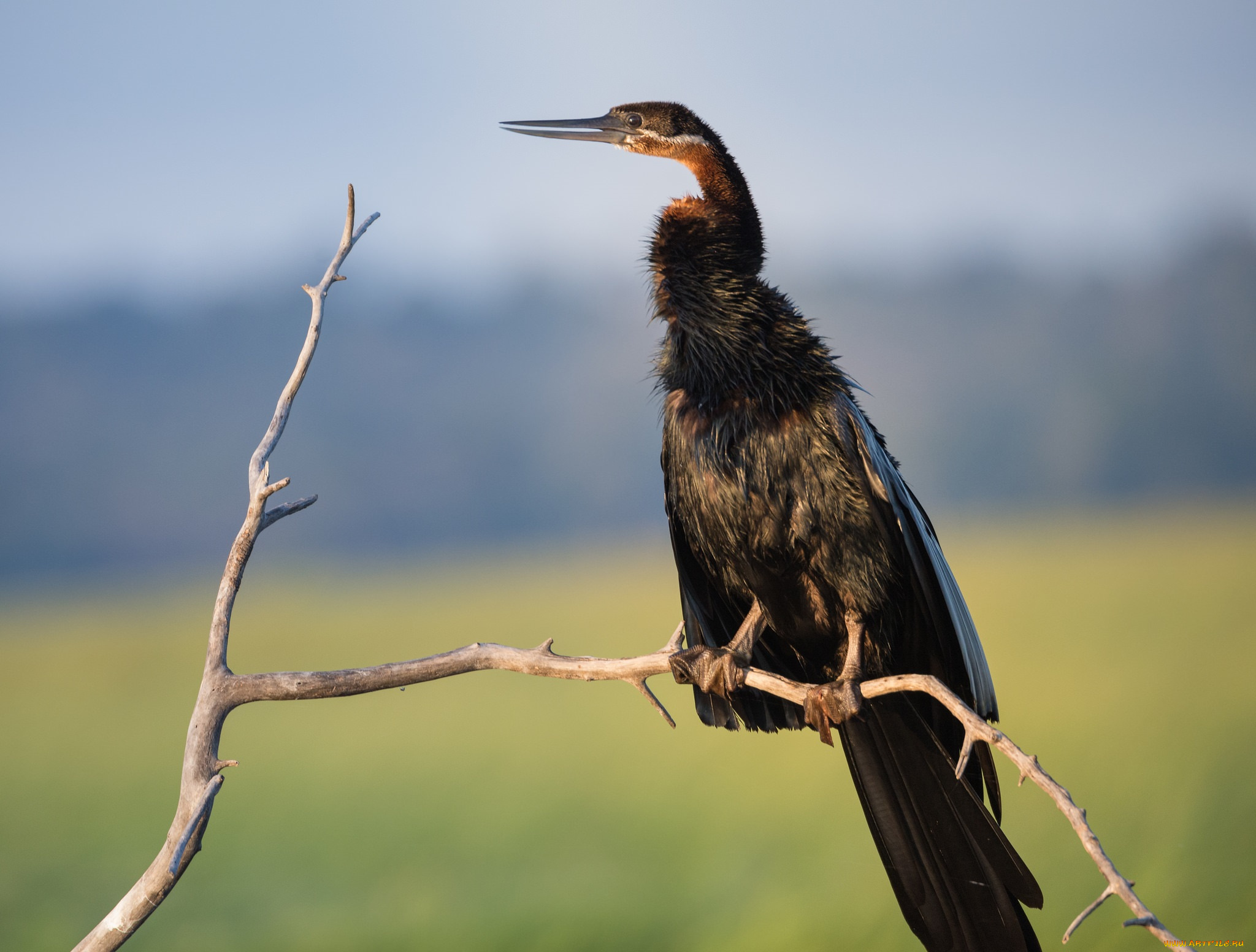 животные, птицы, птица, небо, ветка