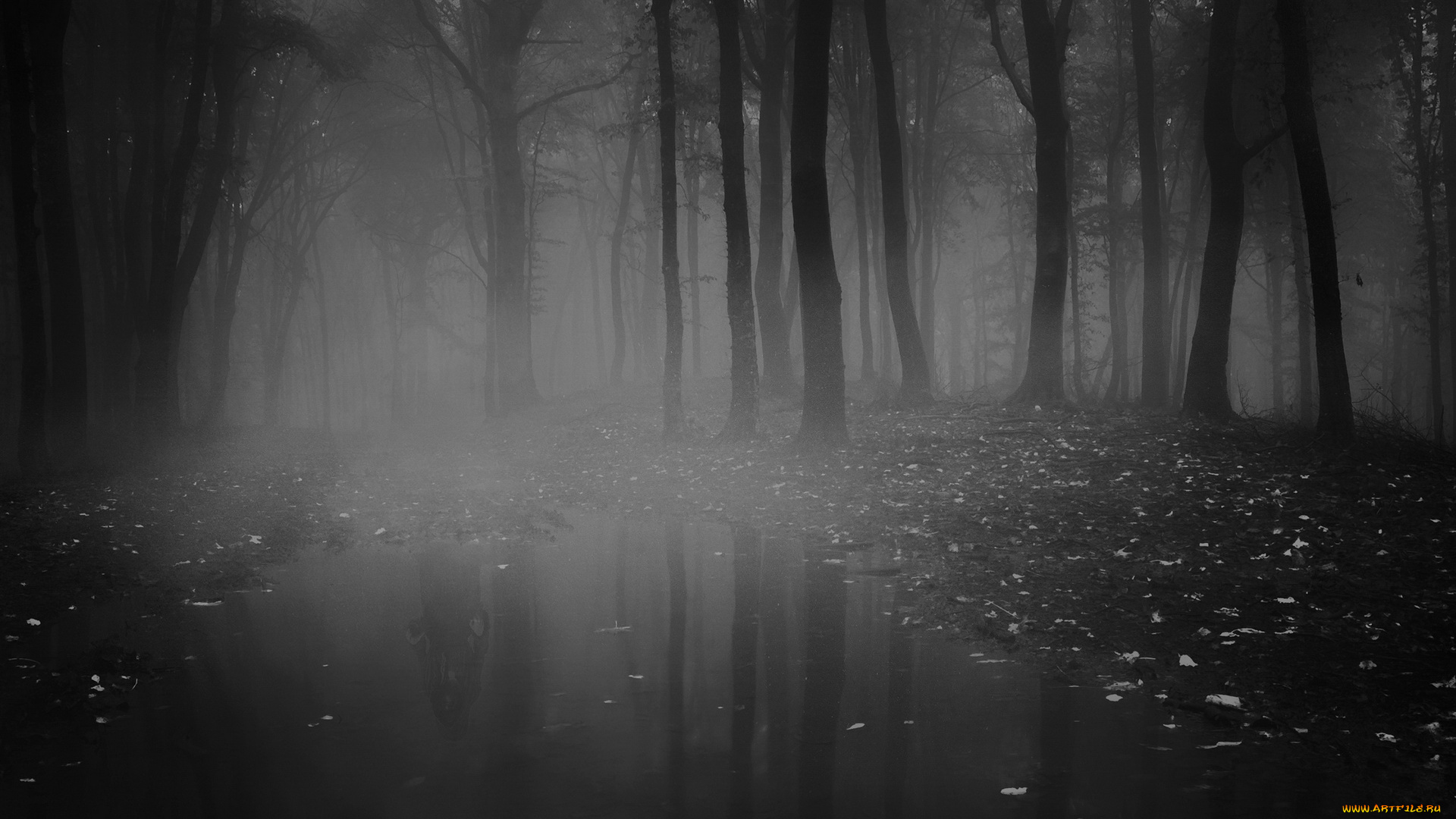 природа, лес, осень, туман