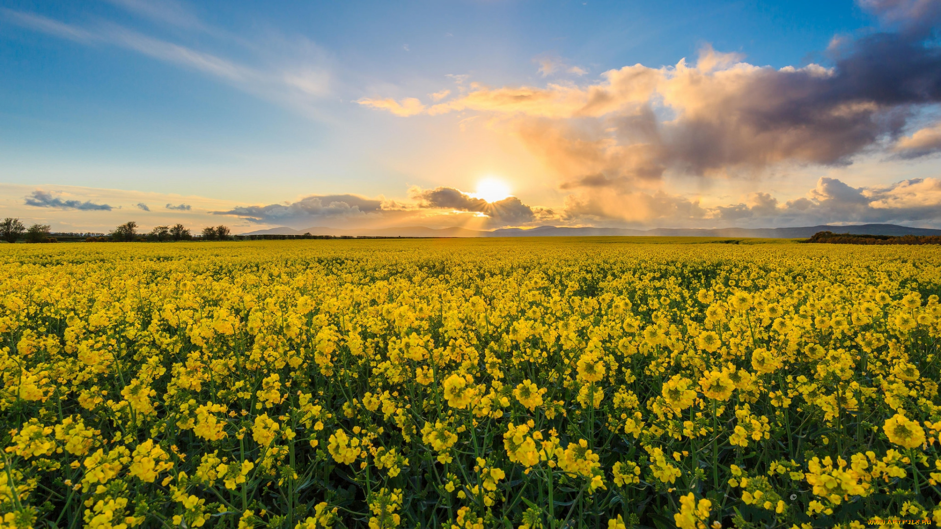 природа, поля, простор