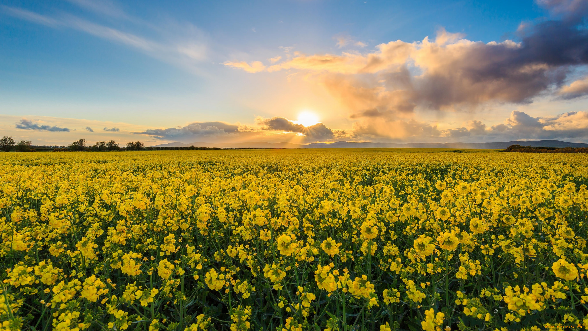 природа, поля, простор