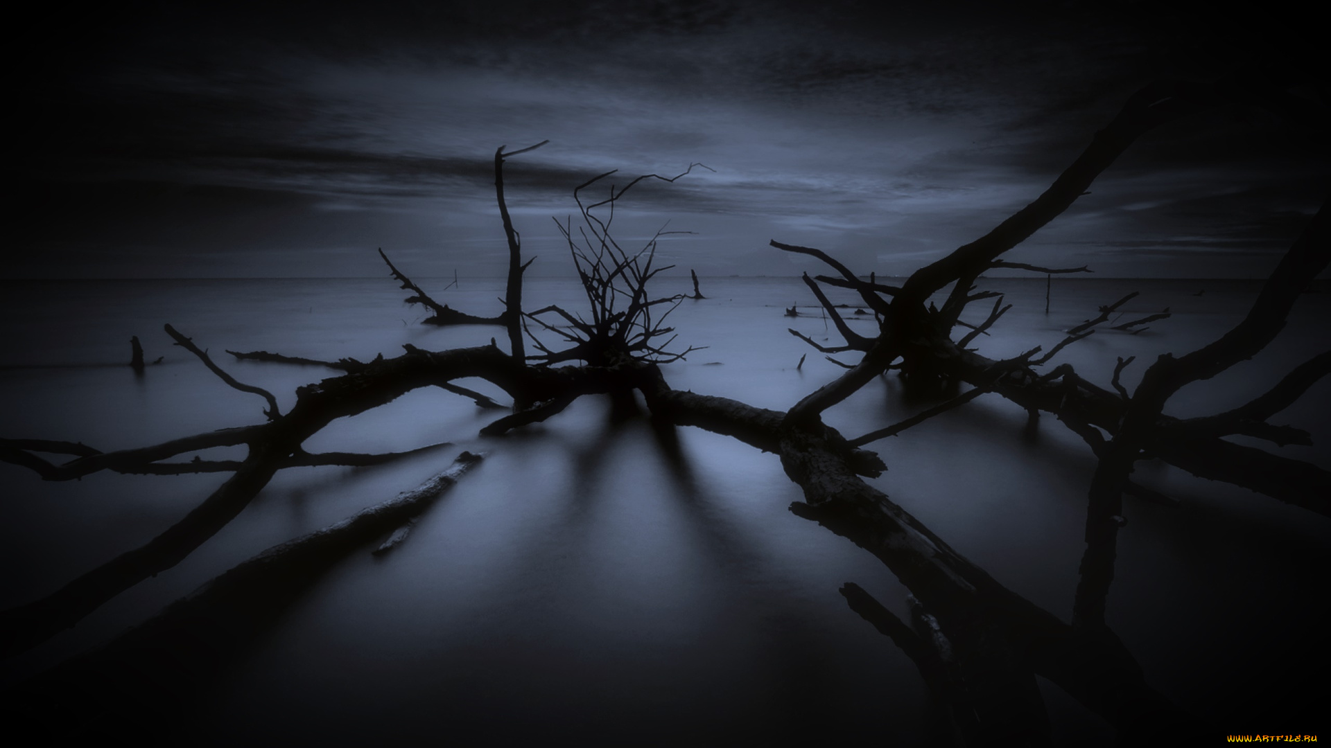 природа, деревья, дерево