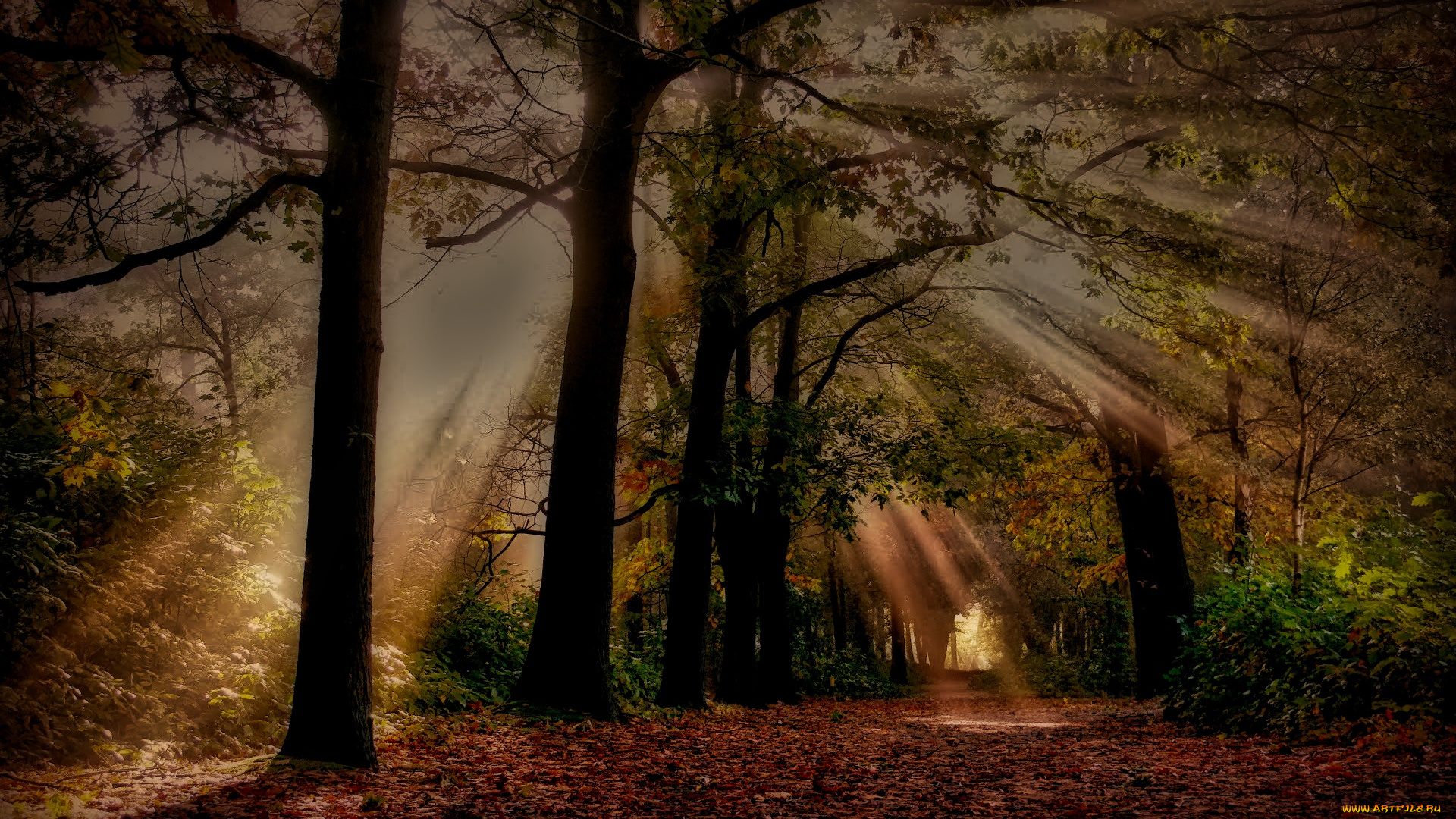 природа, дороги, лес