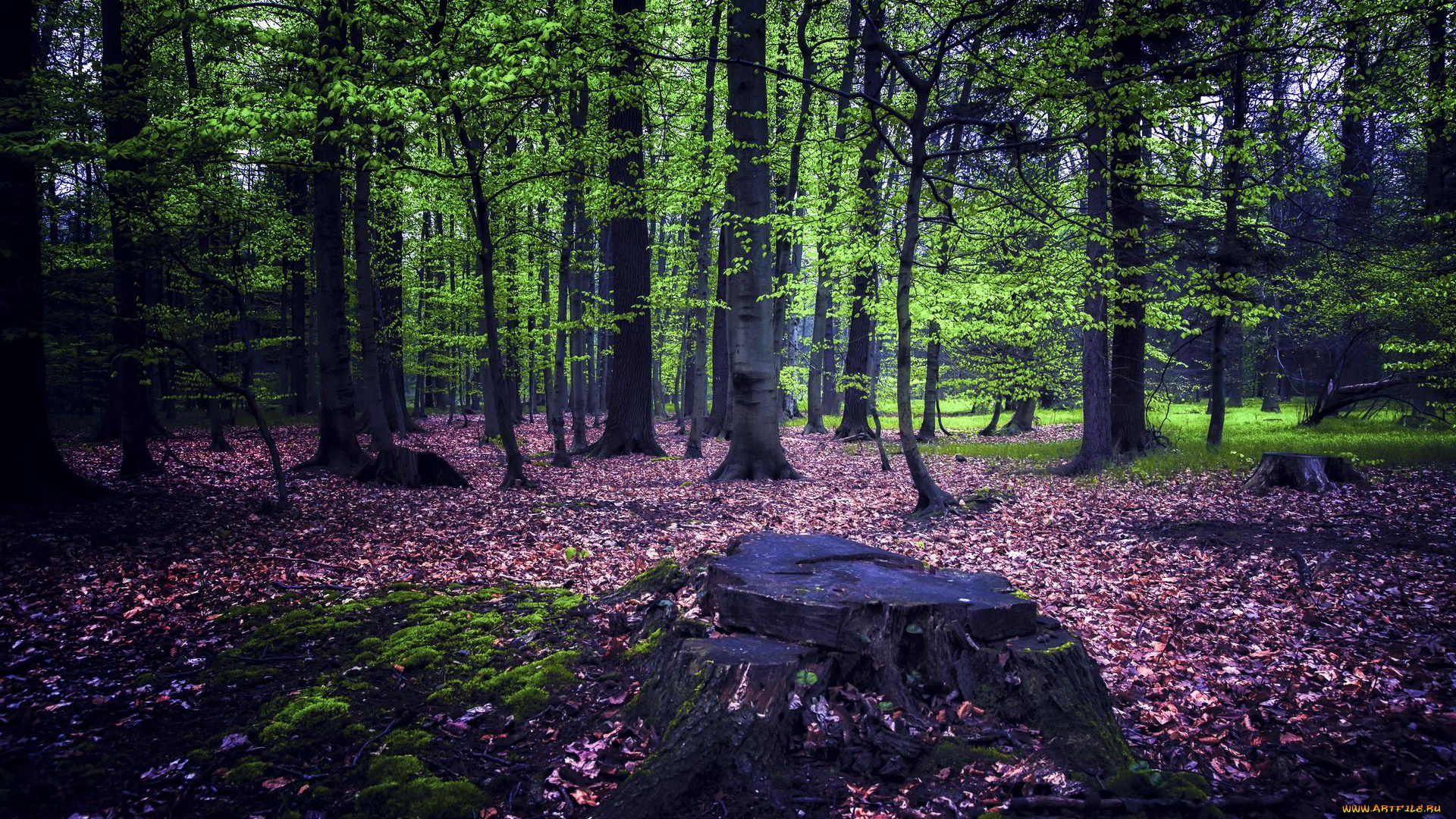 природа, лес, деревья