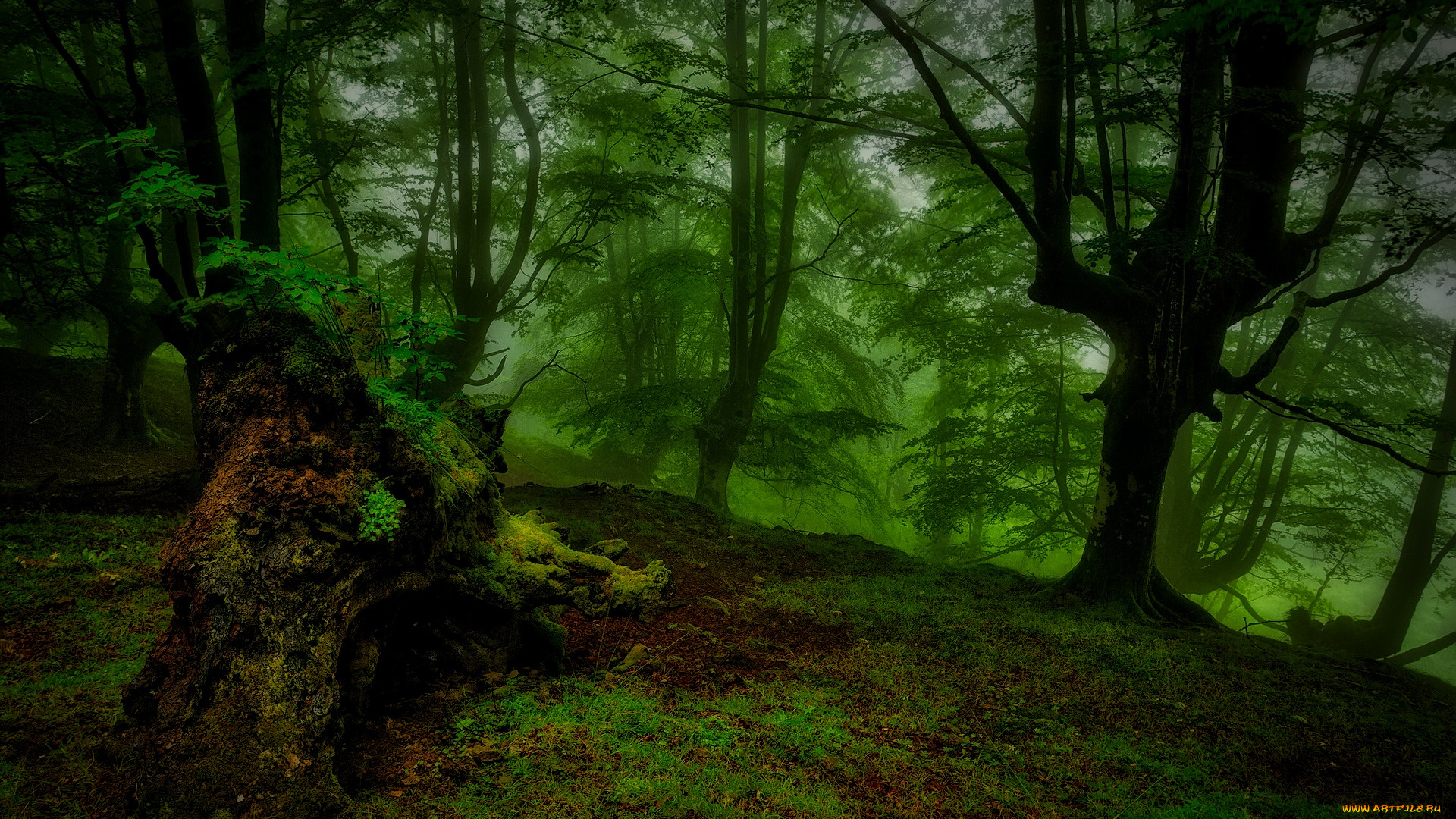 природа, лес, ночь