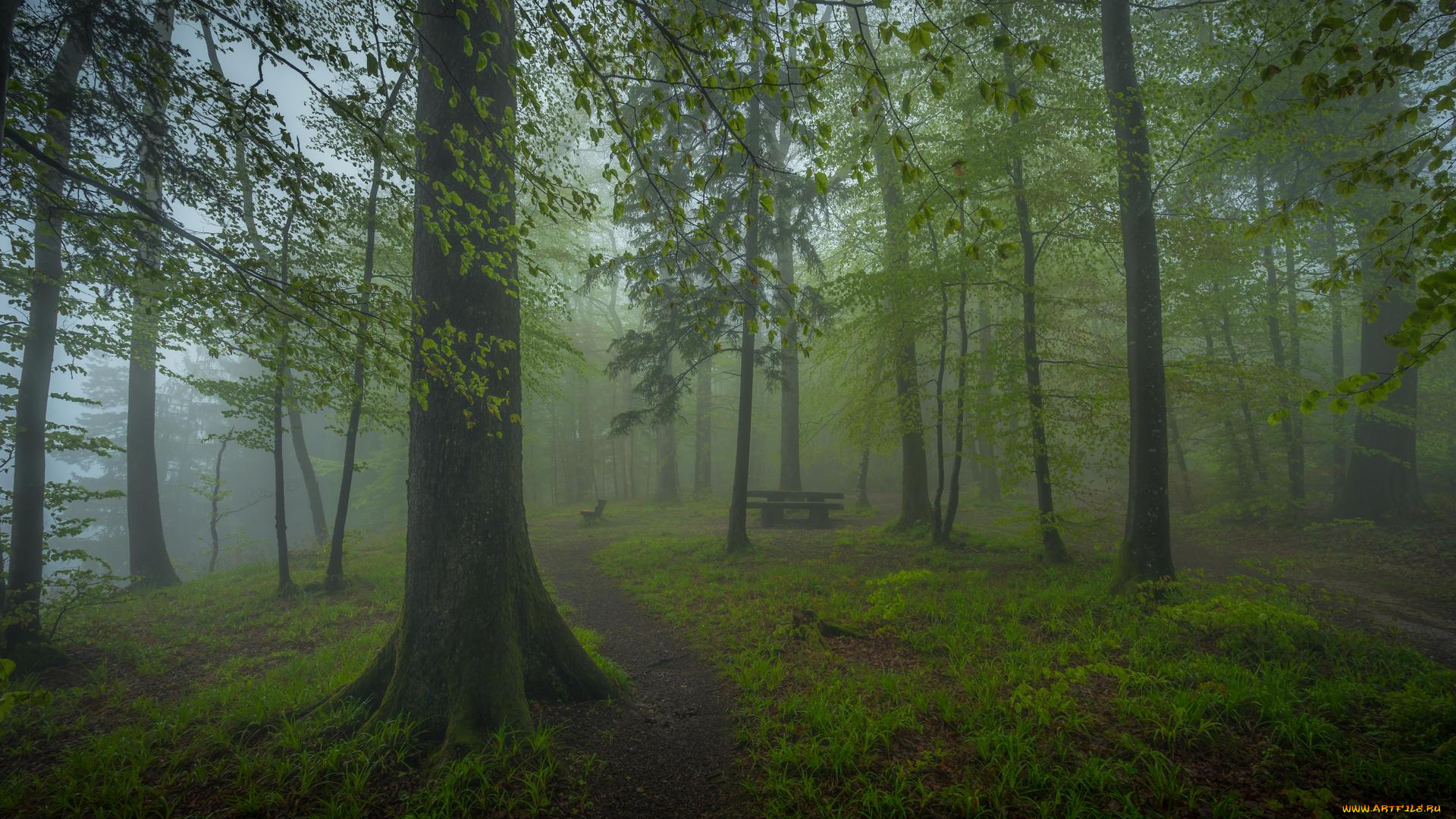 природа, лес, пейзаж, туман, деревья, парк