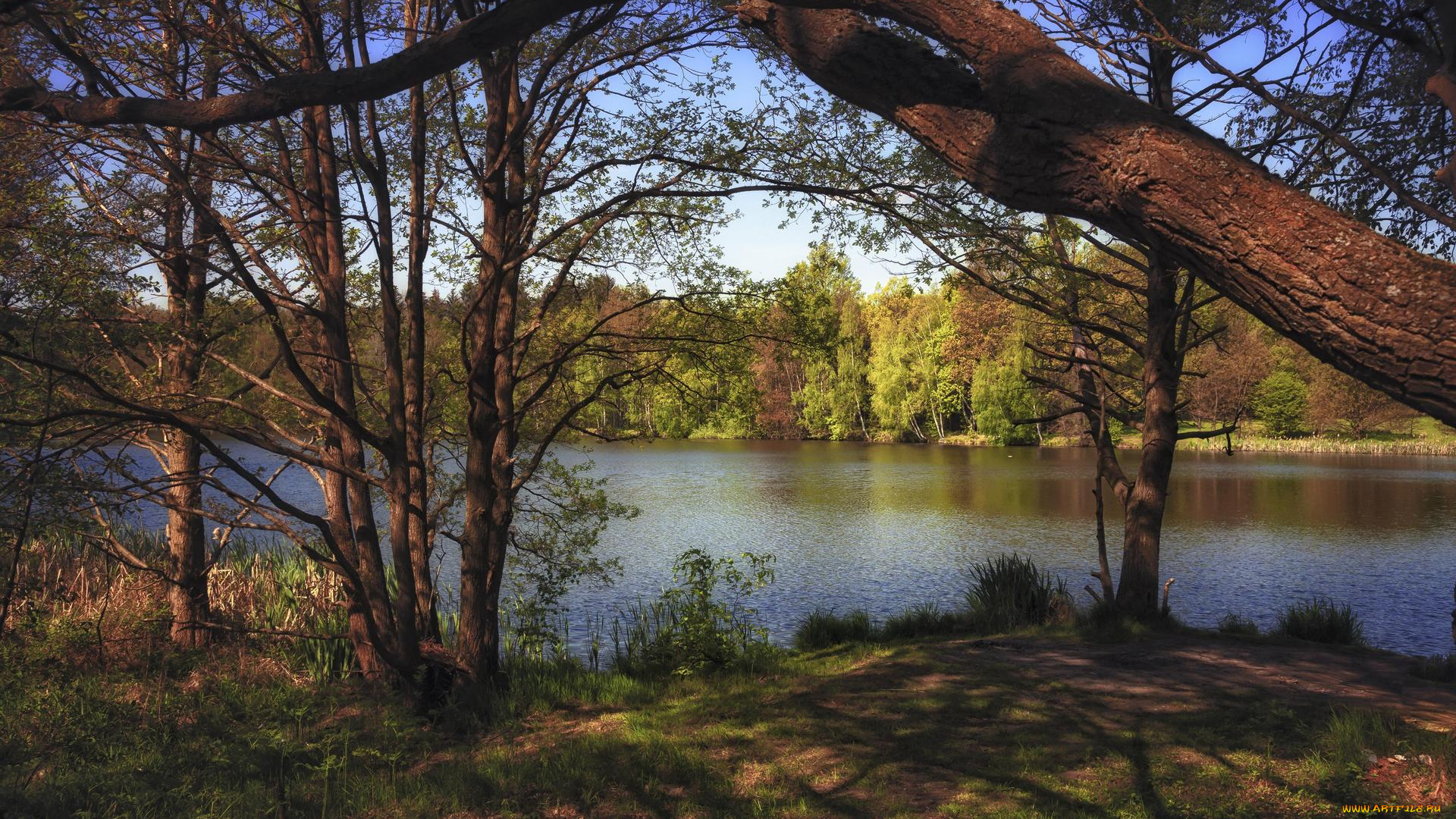 природа, реки, озера, деревья, осень, река, берег, лес