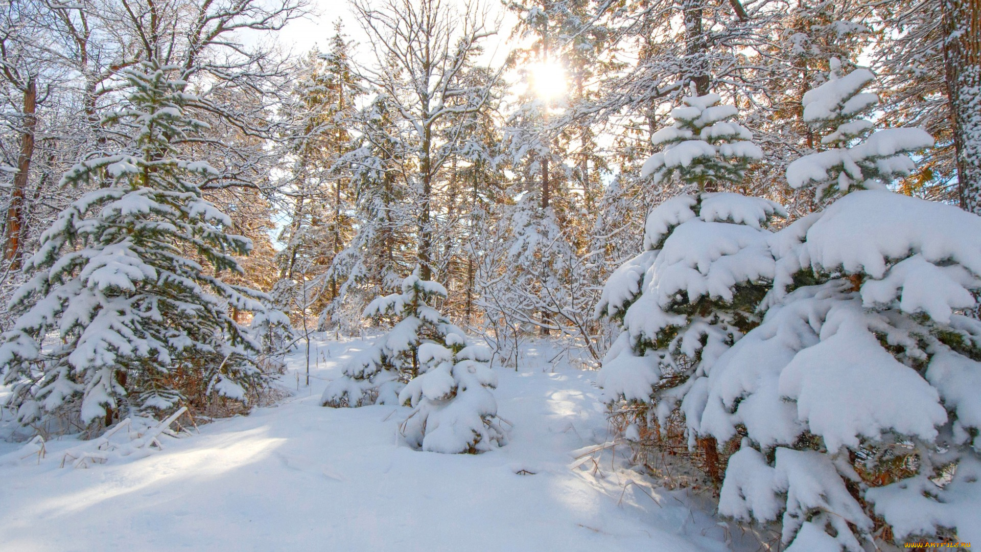 природа, зима, лес, елка, ель, снег, деревья