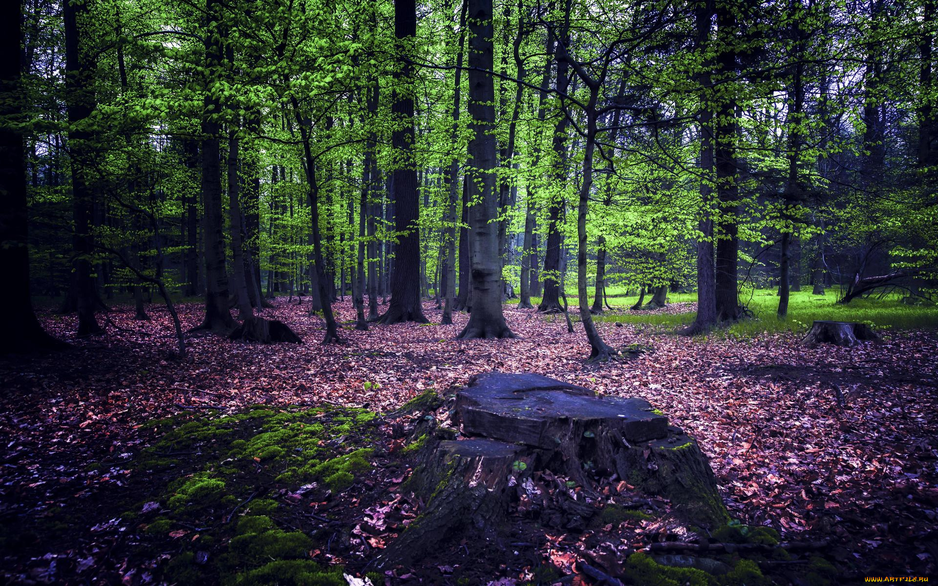 природа, лес, деревья