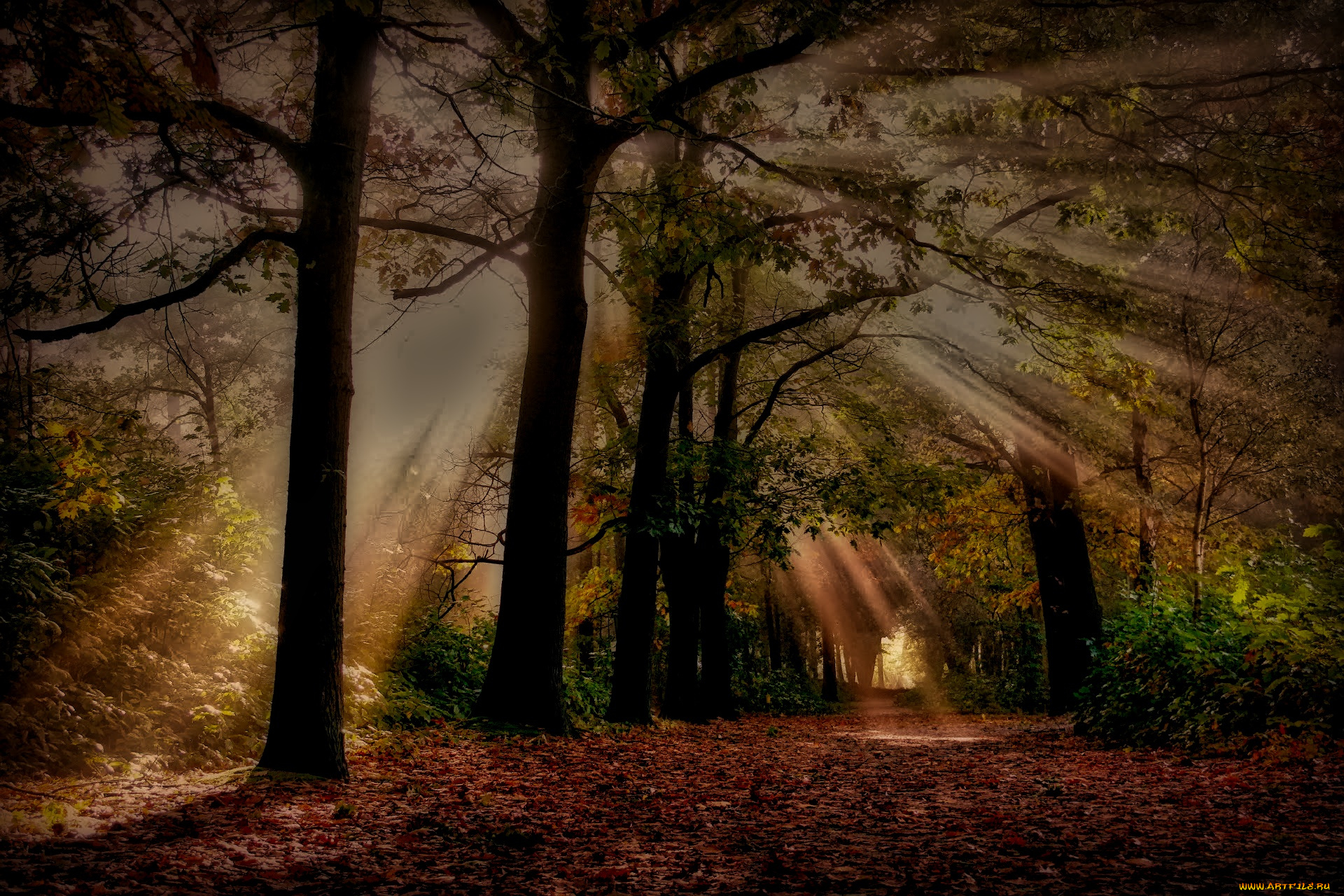 природа, дороги, лес