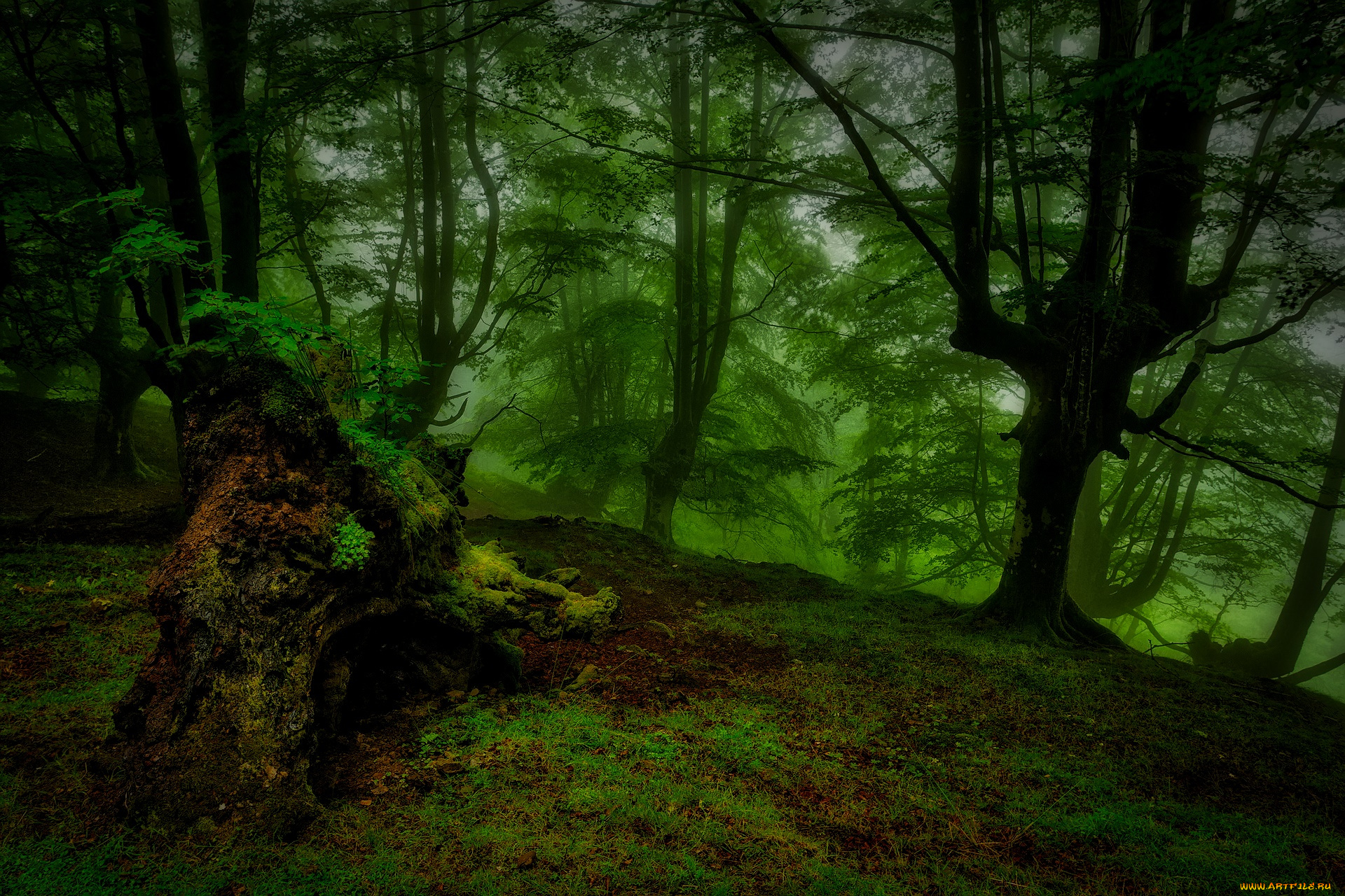 природа, лес, ночь