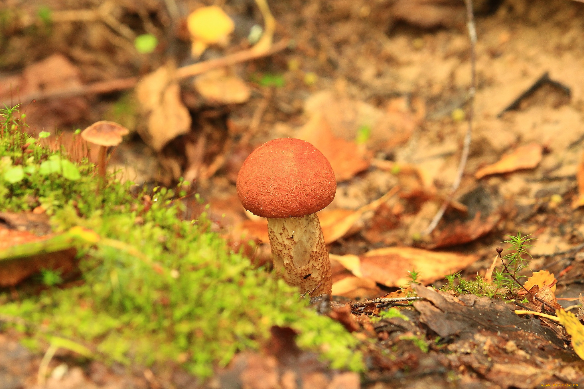 природа, грибы, листья, гриб, трава