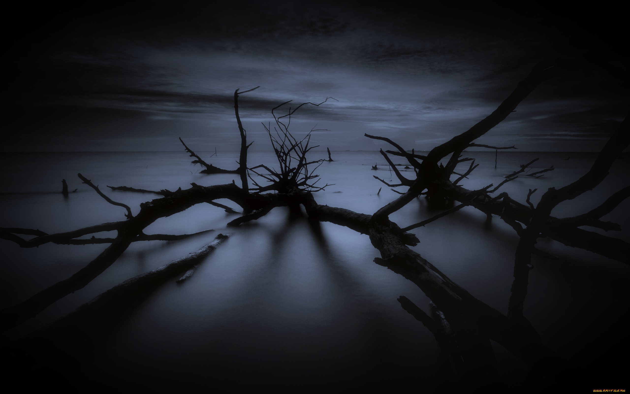 природа, деревья, дерево