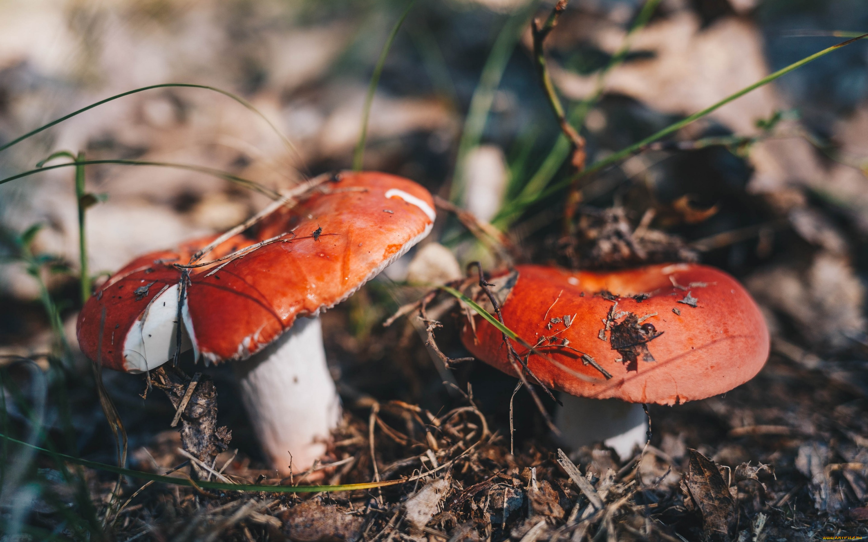 природа, грибы, макро, лес