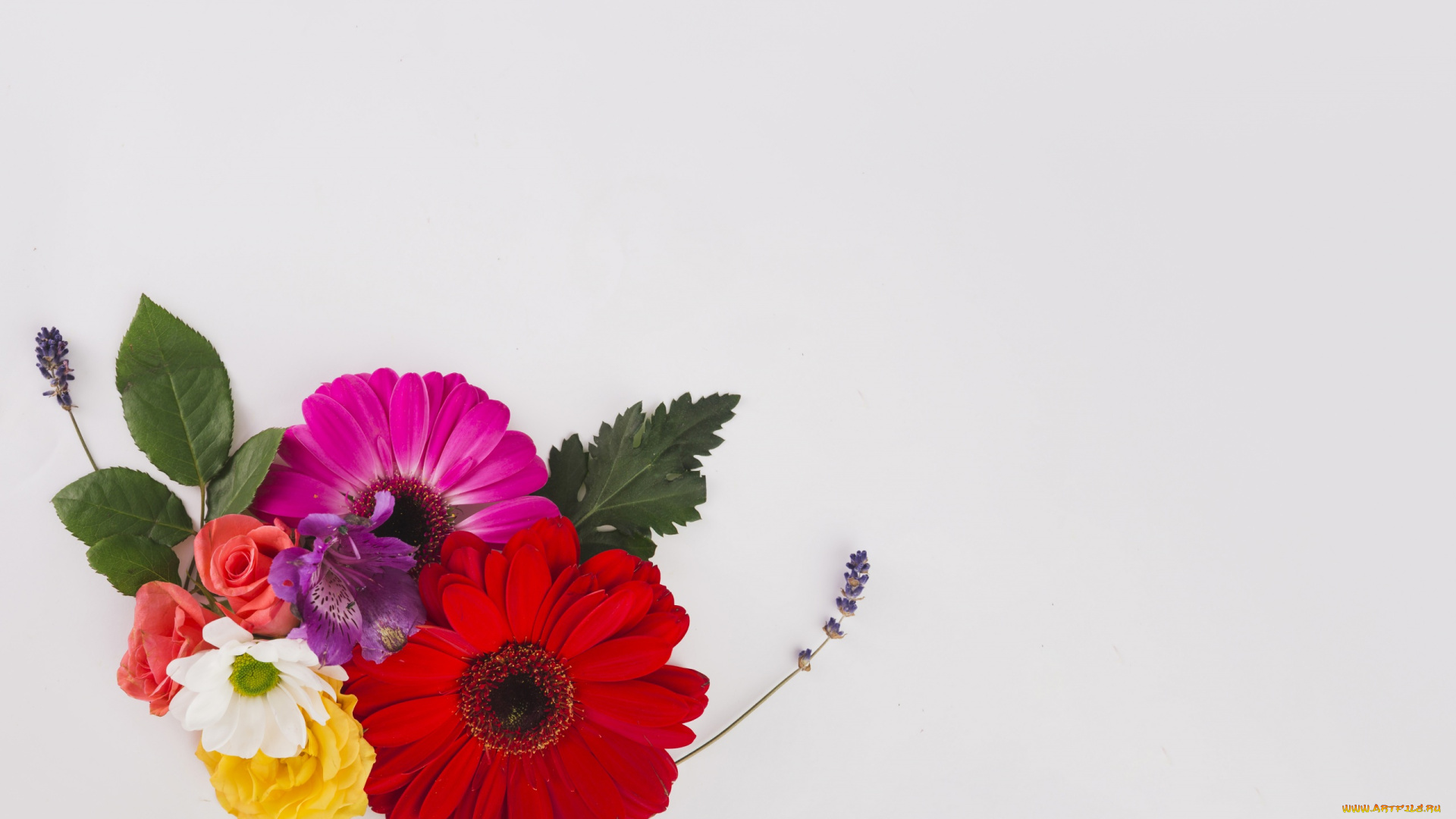 цветы, букеты, , композиции, листья, лаванда, герберы, розы