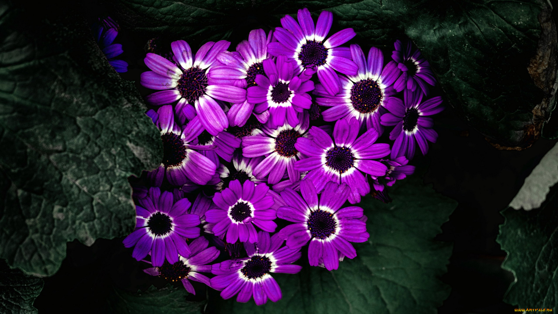 цветы, цинерария, лиловый