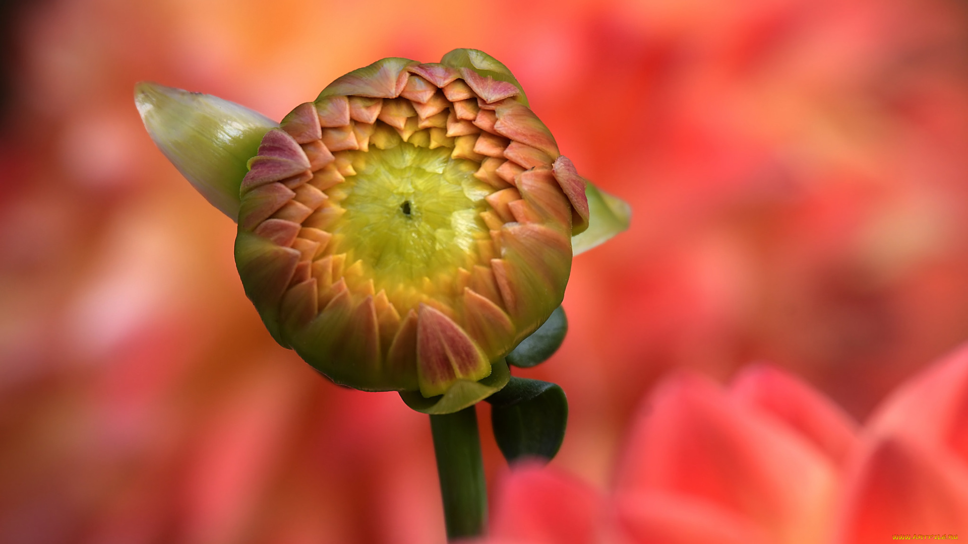 цветы, георгины, цветок, георгин, бутон