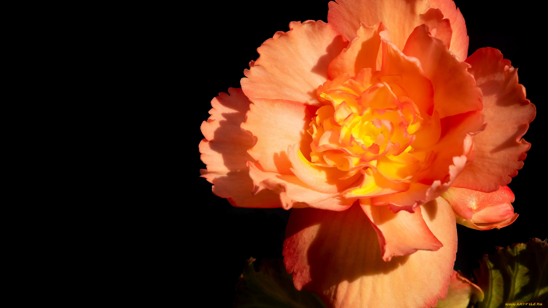 цветы, гвоздики, гвоздика