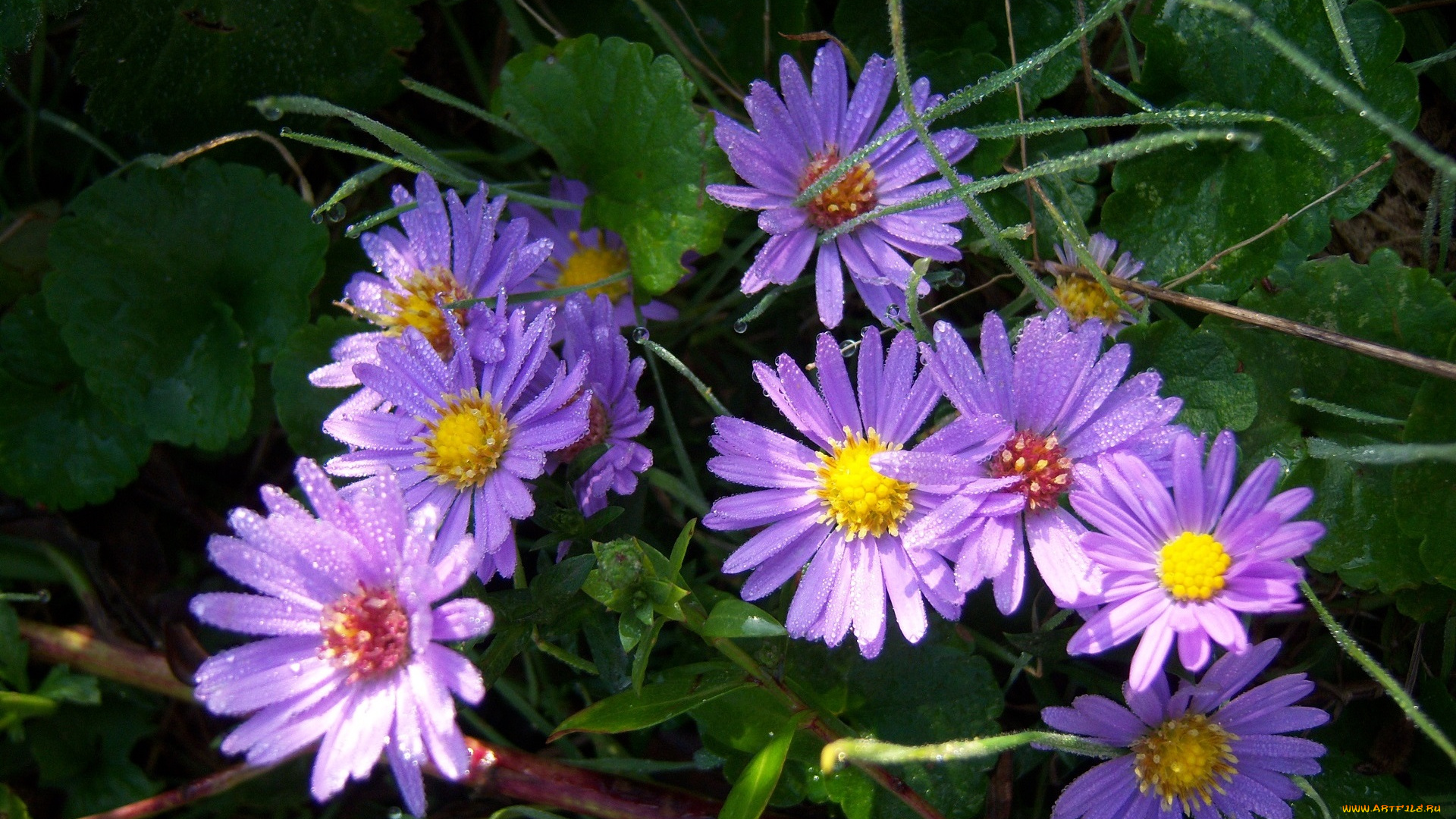 цветы, клумба