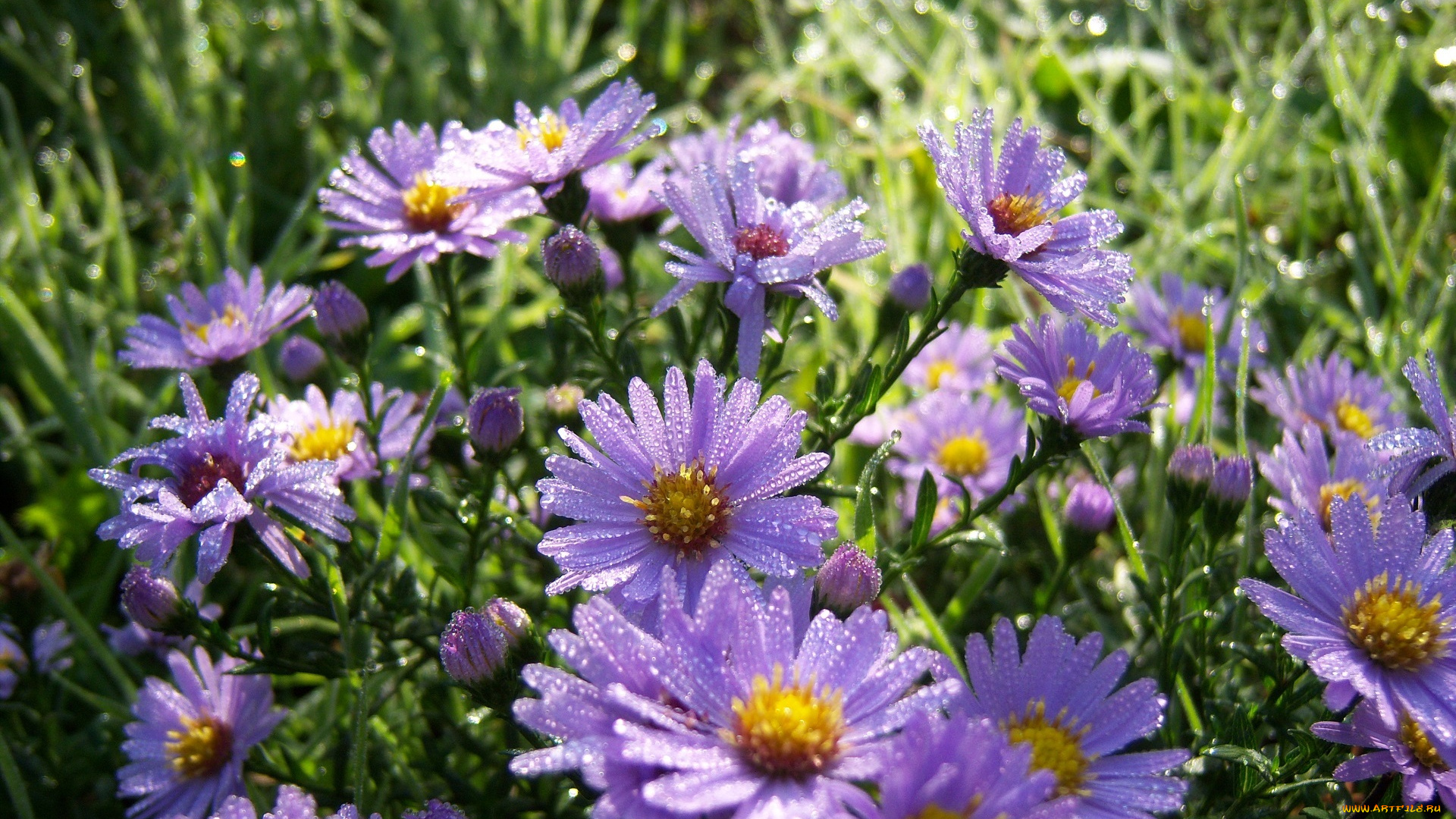 цветы, клумба