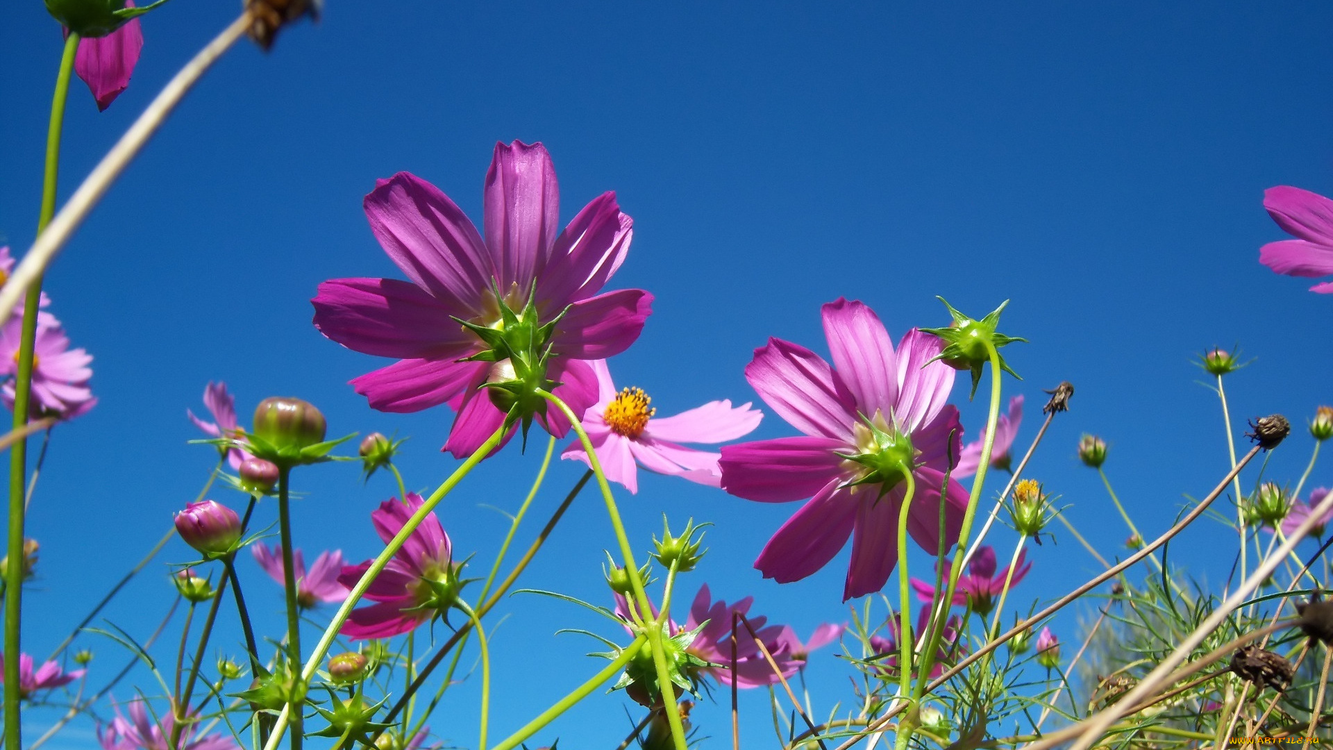 цветы, космея, клумба