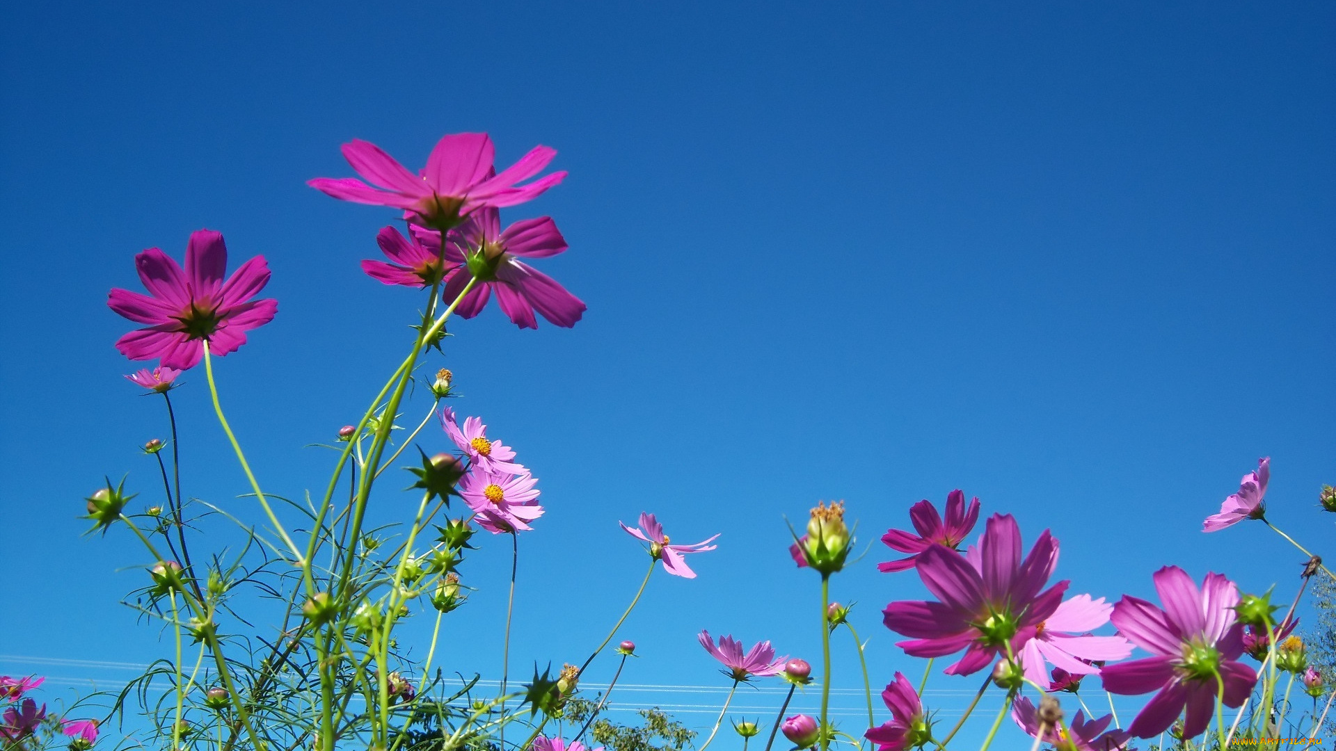 цветы, космея, клумба